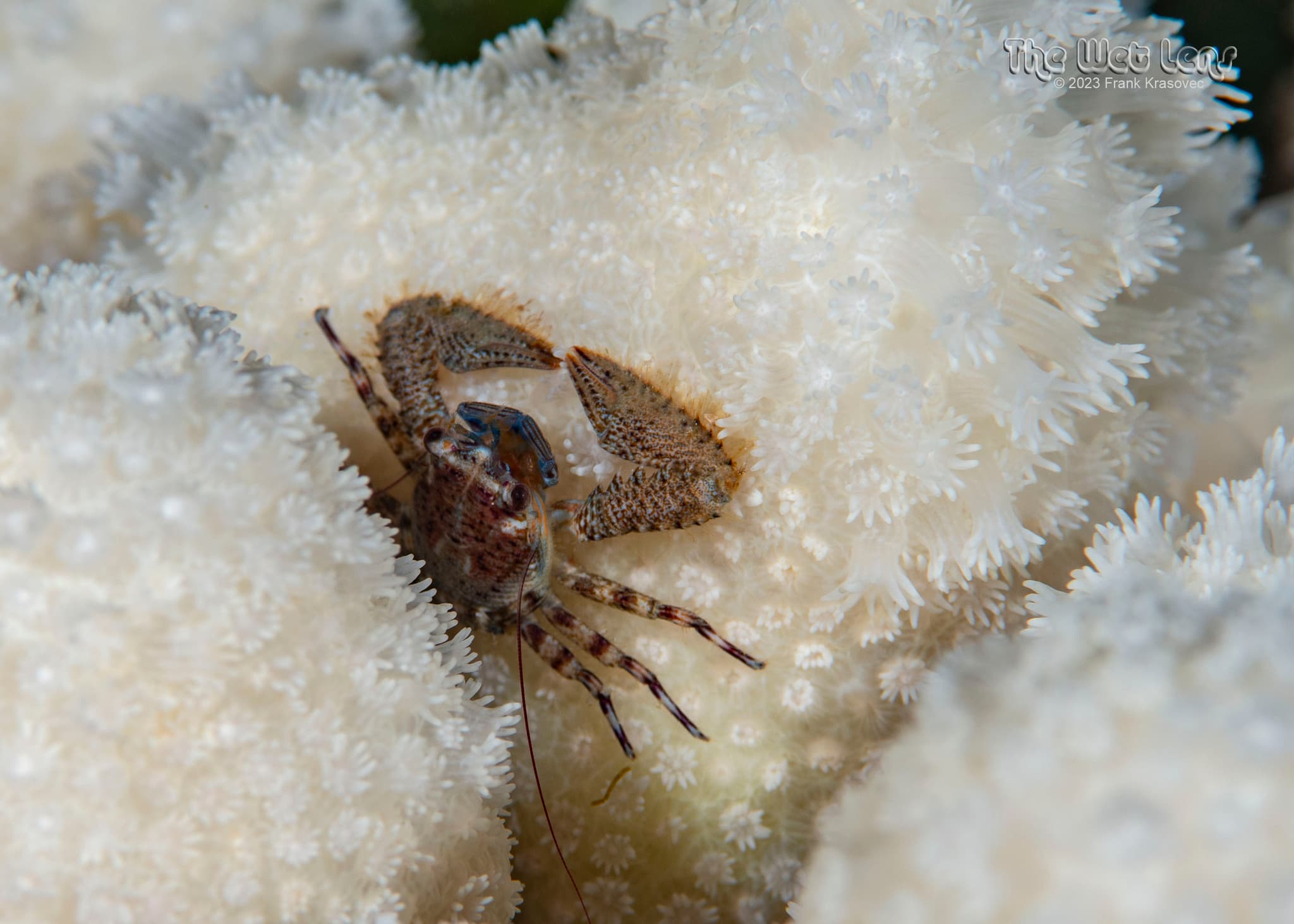 Banded Porcelain Crab (Petrolisthes galathinus), Conception Island, Bahamas