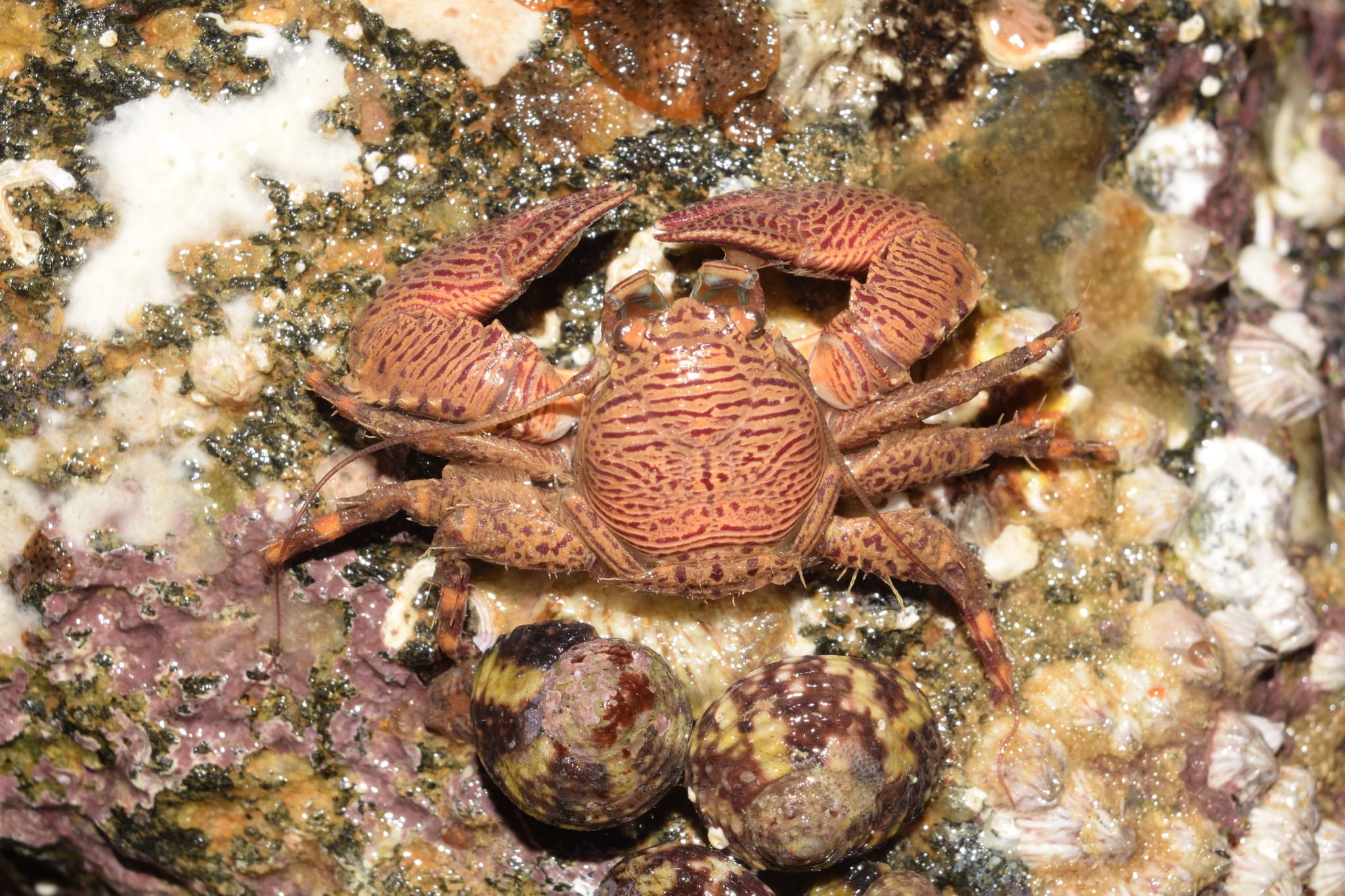 Banded Porcelain Crab (Petrolisthes galathinus), Vila Velha, Brazil