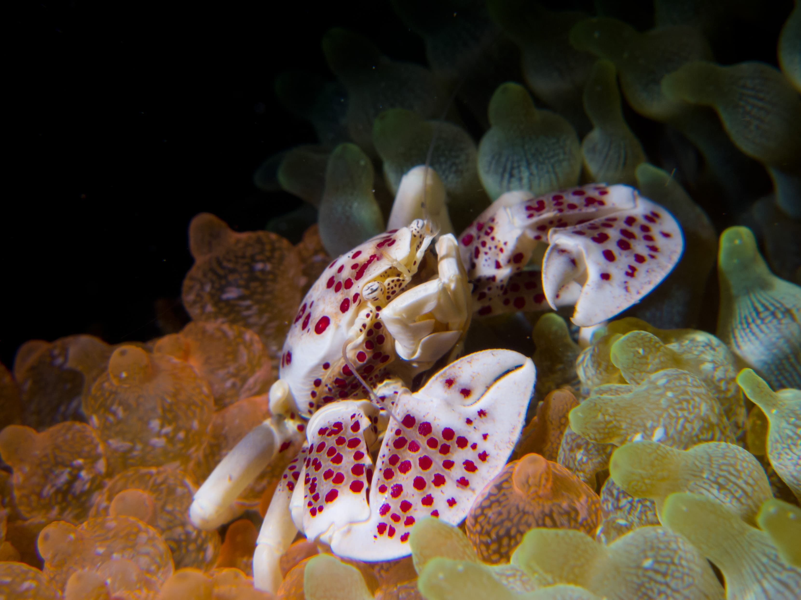 Spotted Porcelain Crab (Neopetrolisthes maculatus)