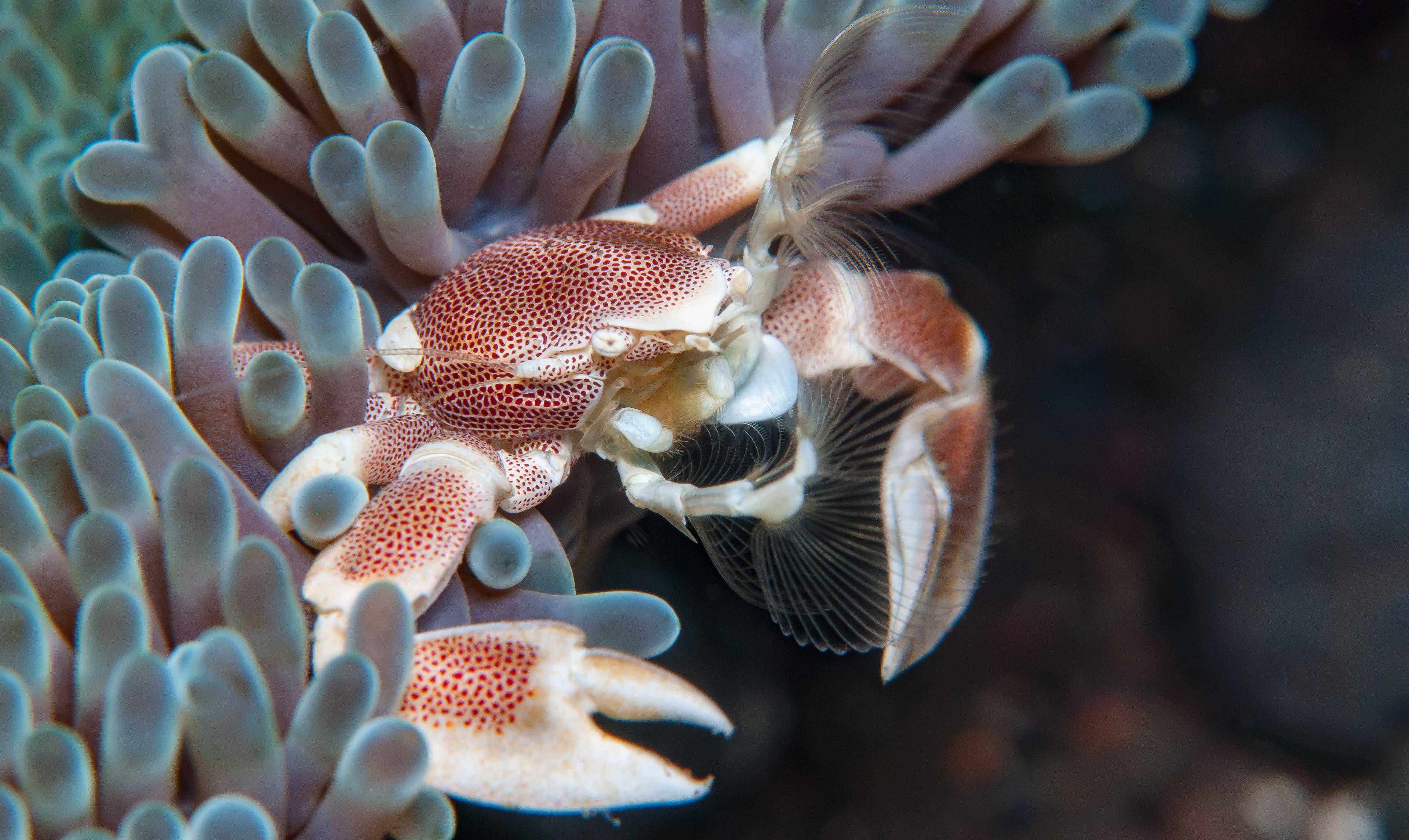 Spotted Porcelain Crab (Neopetrolisthes maculatus)