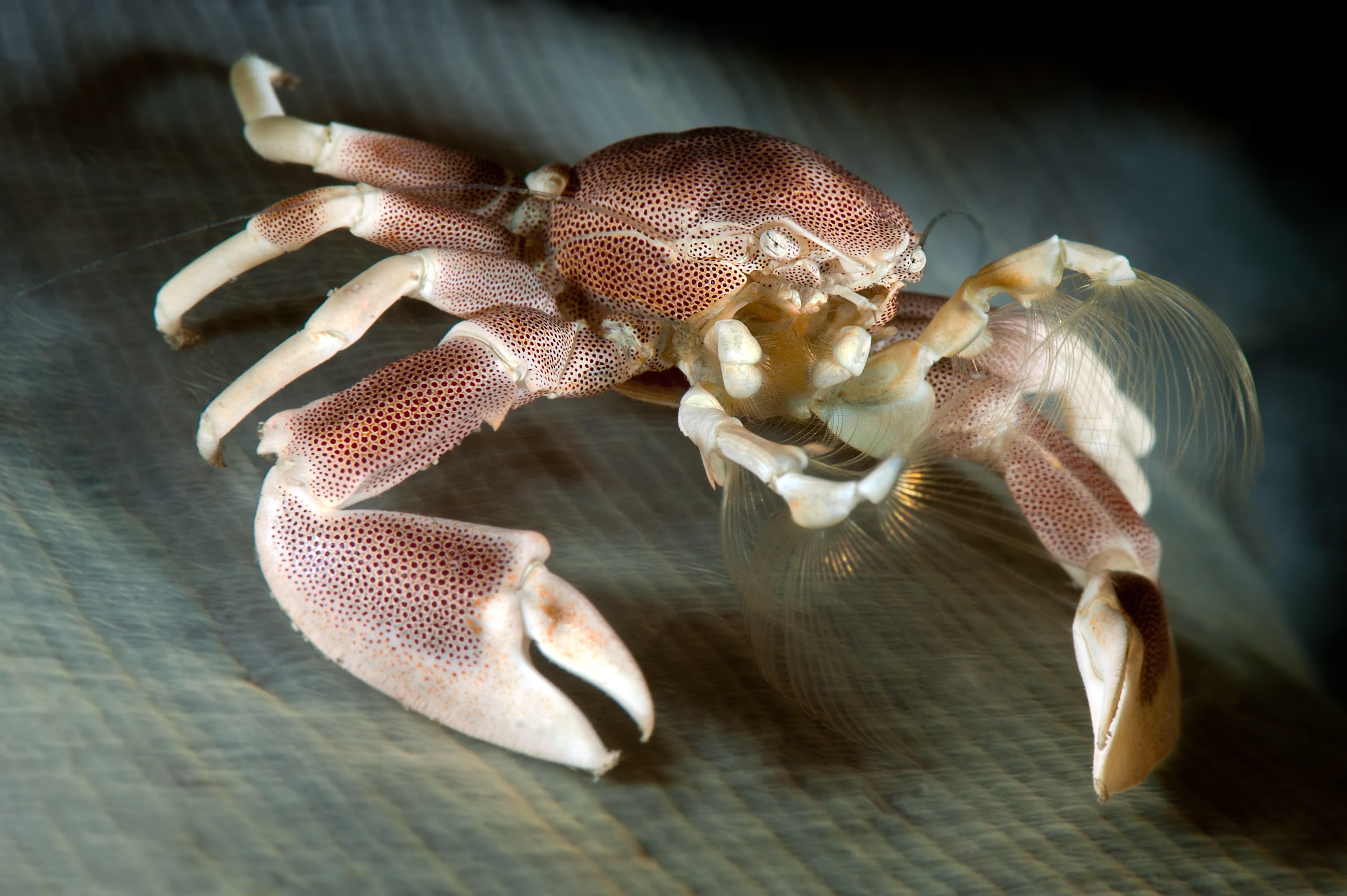 Spotted Porcelain Crab (Neopetrolisthes maculatus)