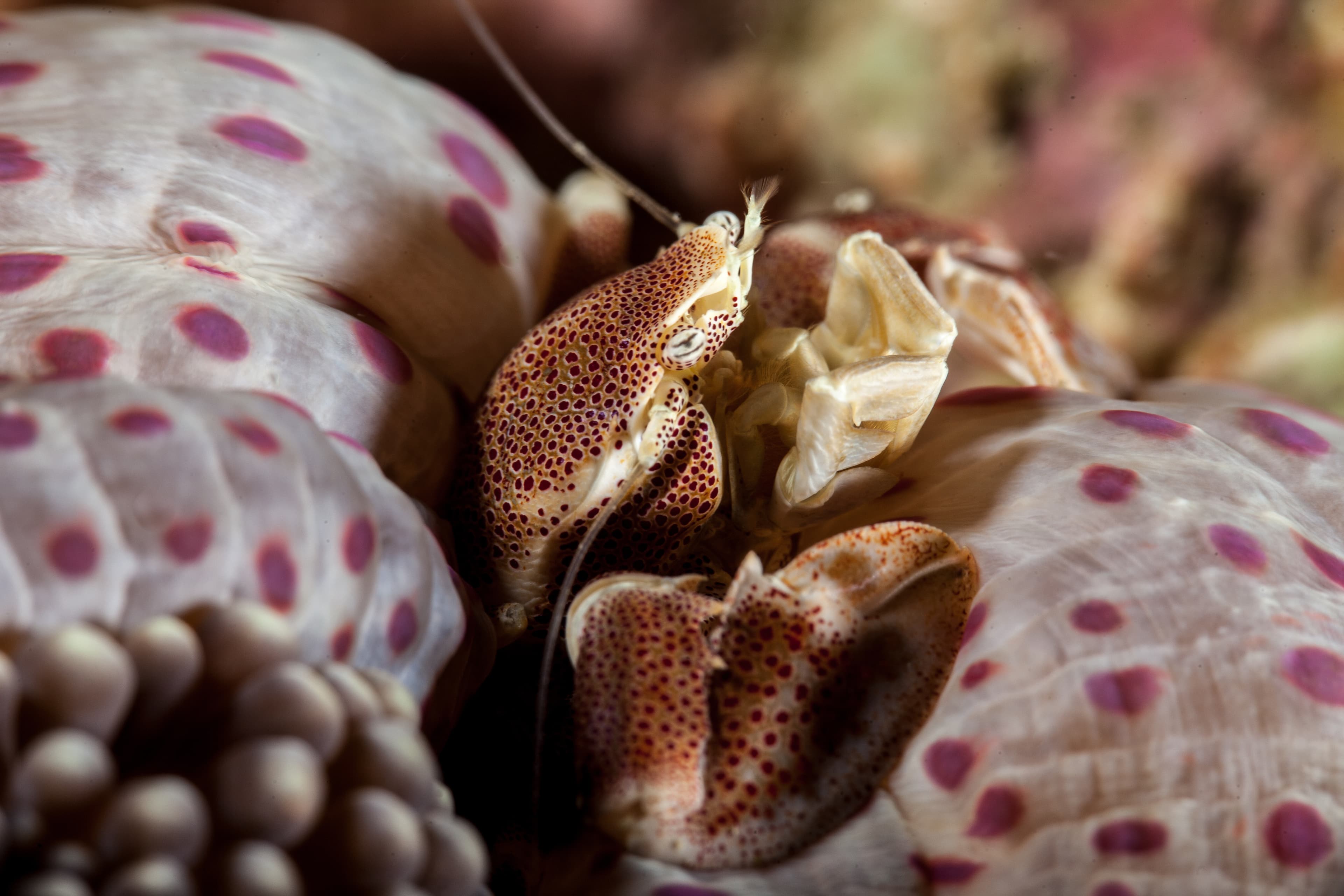 Spotted Porcelain Crab (Neopetrolisthes maculatus) from the Indo-Pacific region