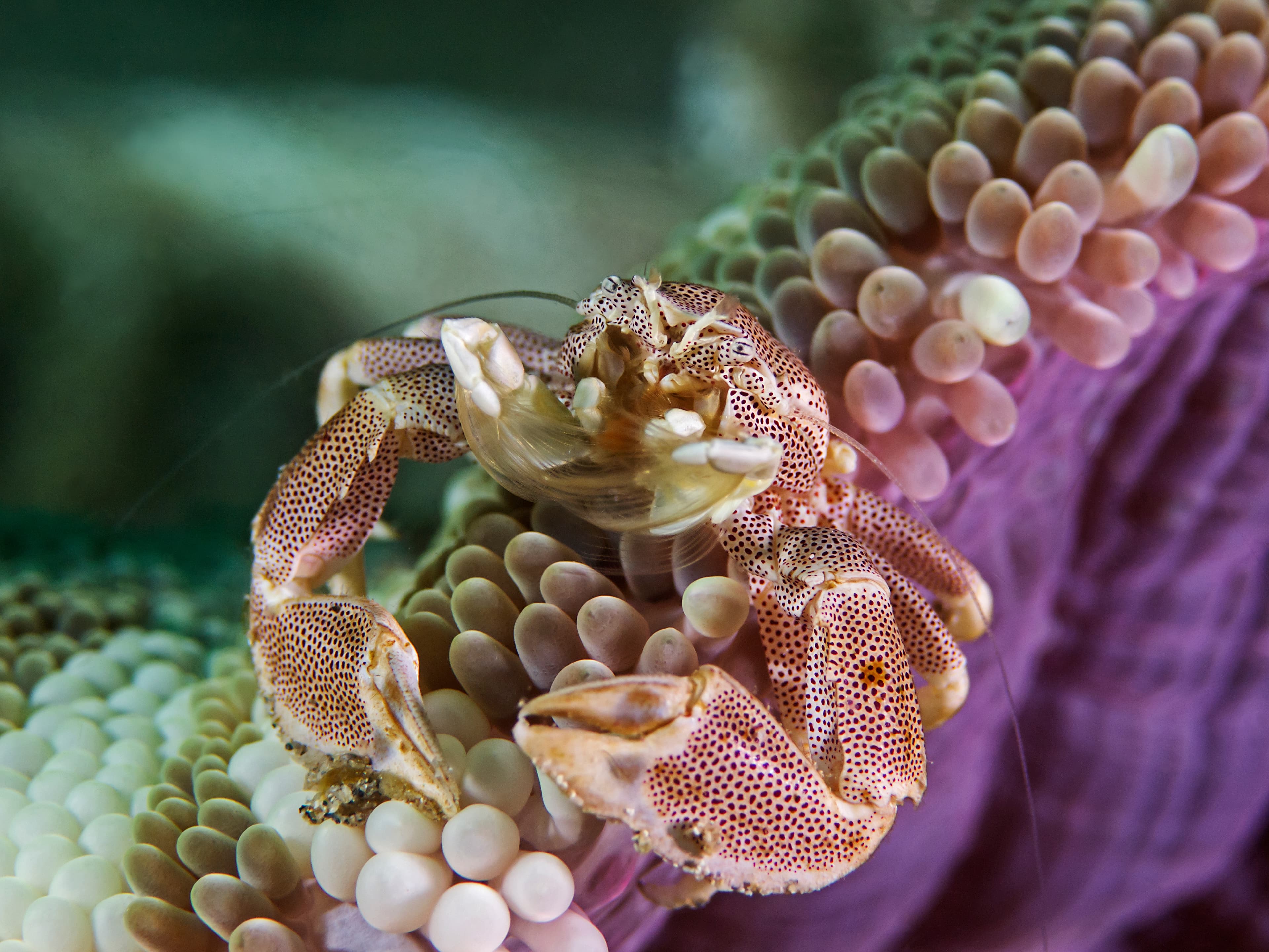 Spotted Porcelain Crab (Neopetrolisthes maculatus)