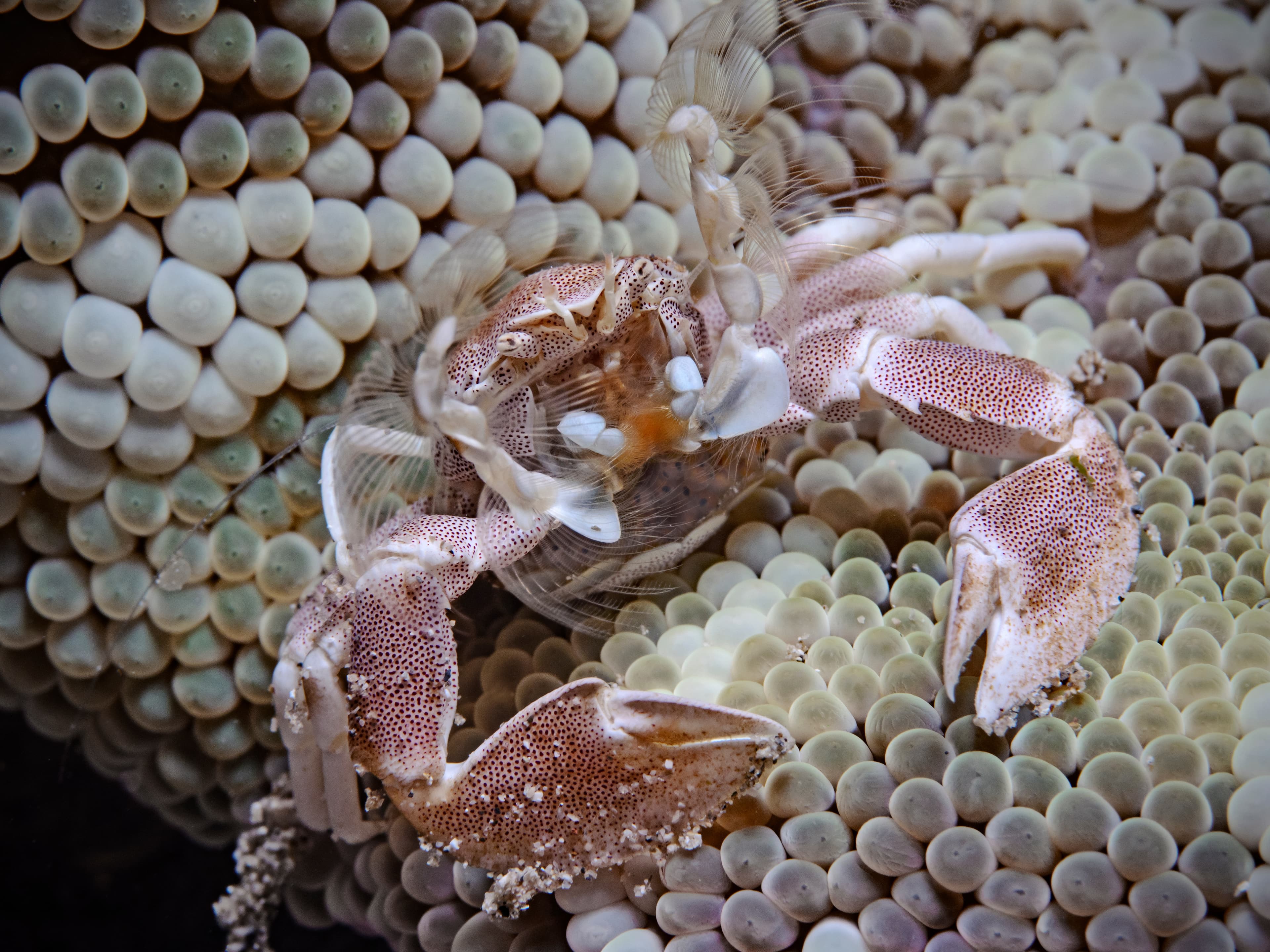 Spotted Porcelain Crab (Neopetrolisthes maculatus) with eggs