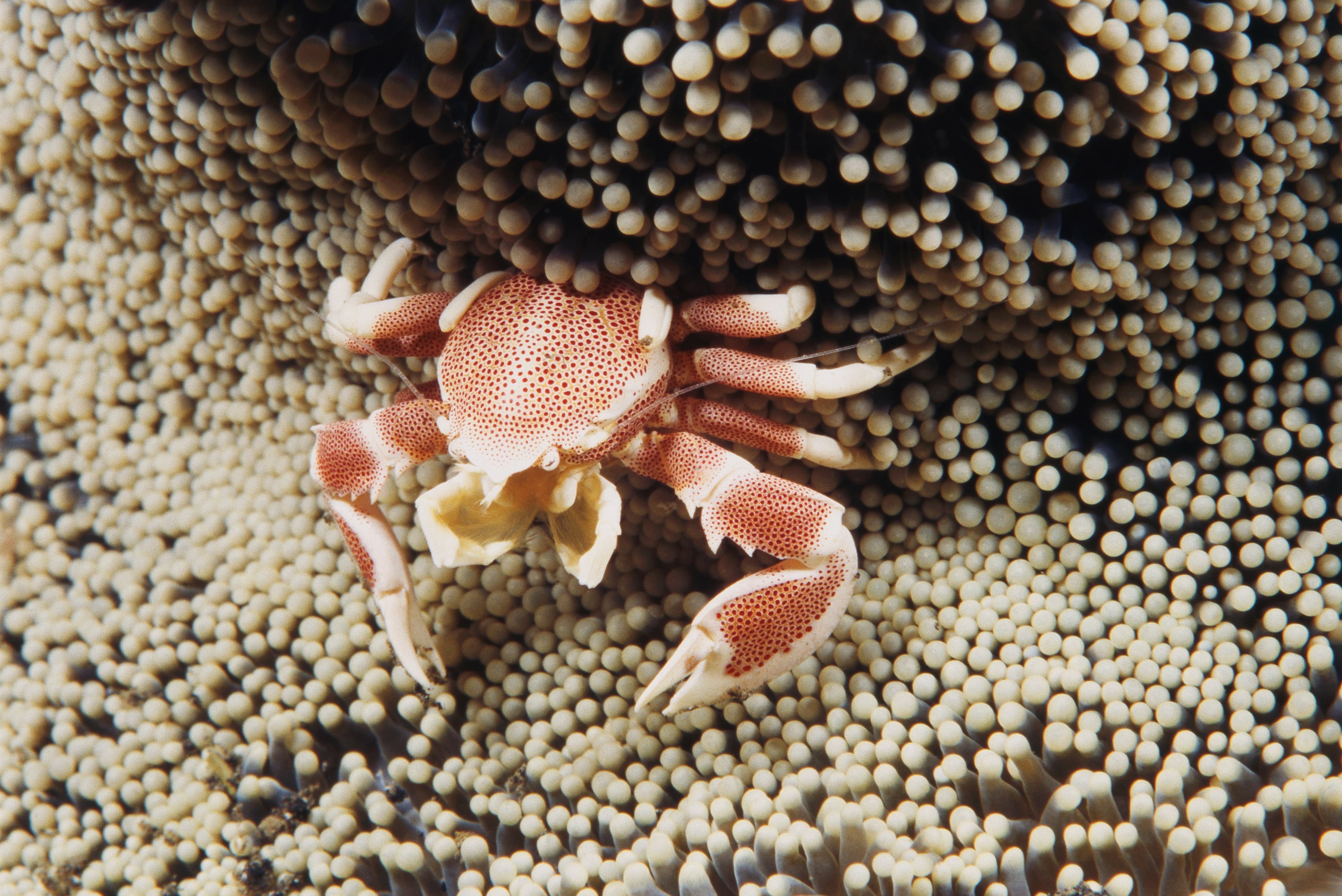 Spotted Porcelain Crab (Neopetrolisthes maculatus)