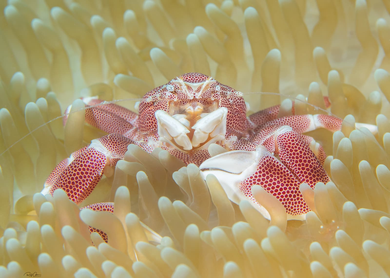 Spotted Porcelain Crab (Neopetrolisthes maculatus), La Digue, Seychelles