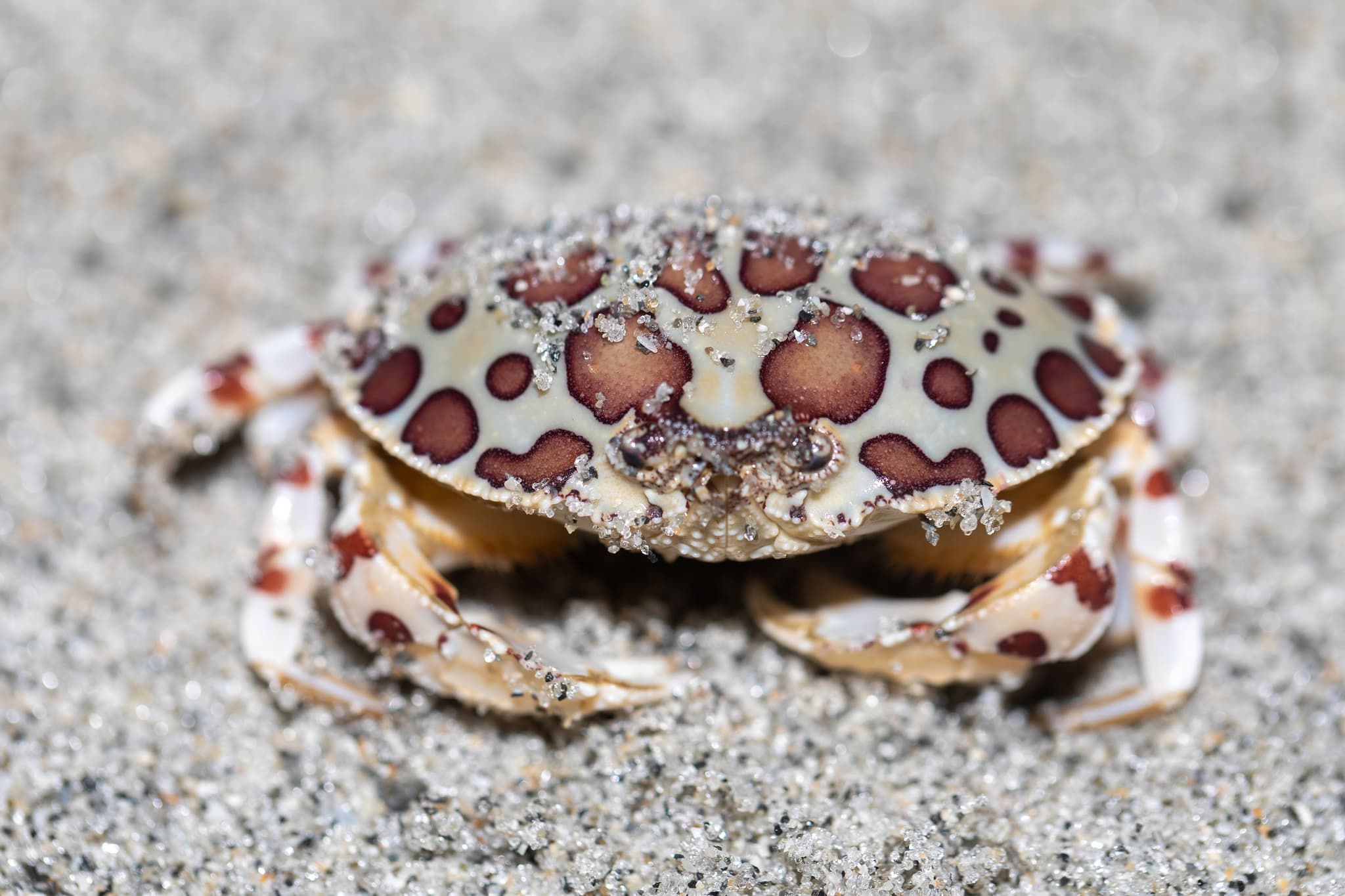 Calico Box Crab (Hepatus epheliticus), Captiva, Florida, US