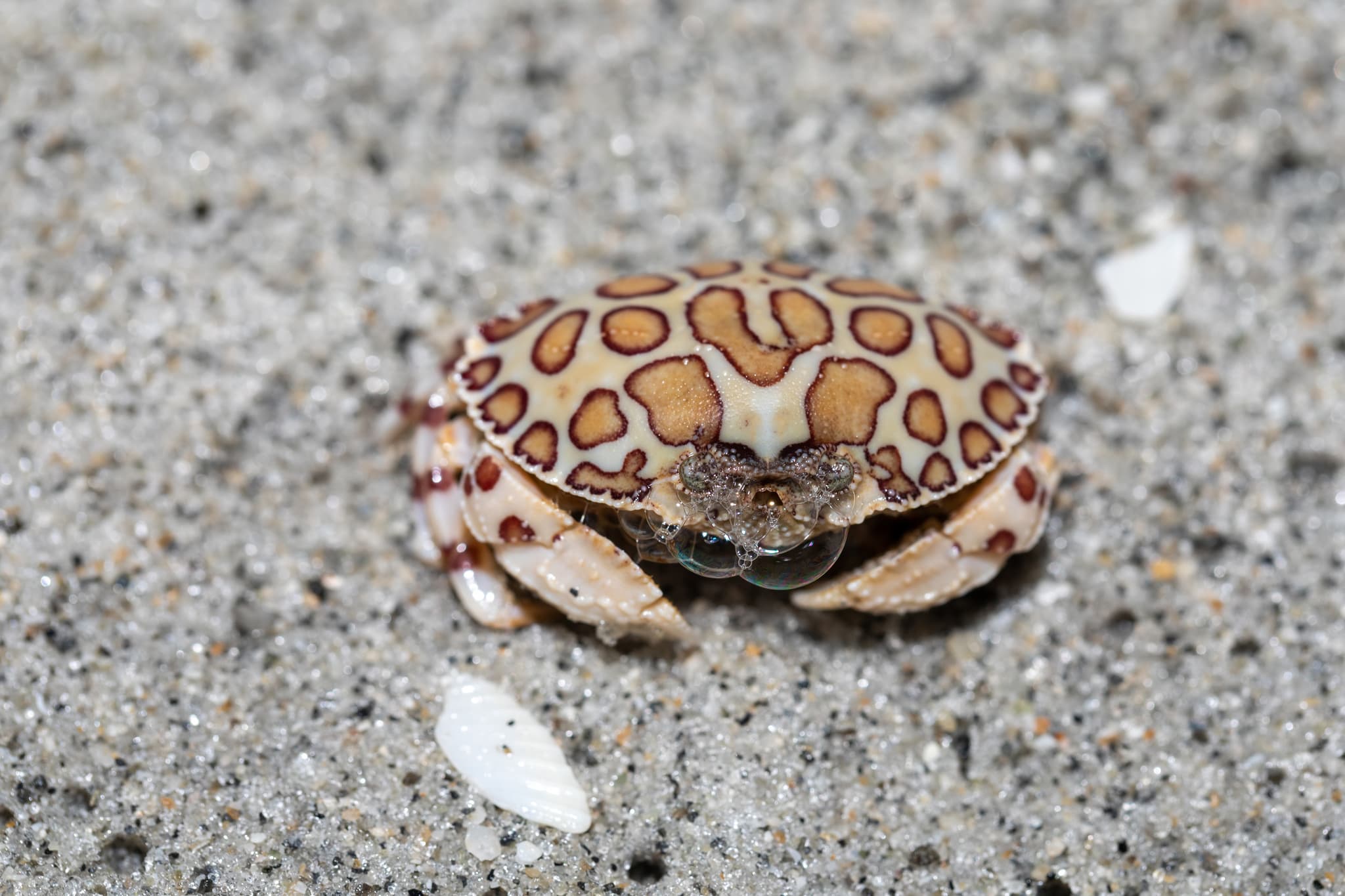 Calico Box Crab (Hepatus epheliticus), Captiva, Florida, US