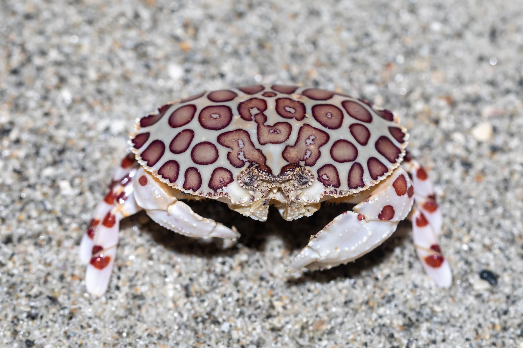 Calico Box Crab (Hepatus epheliticus), Captiva, Florida, US