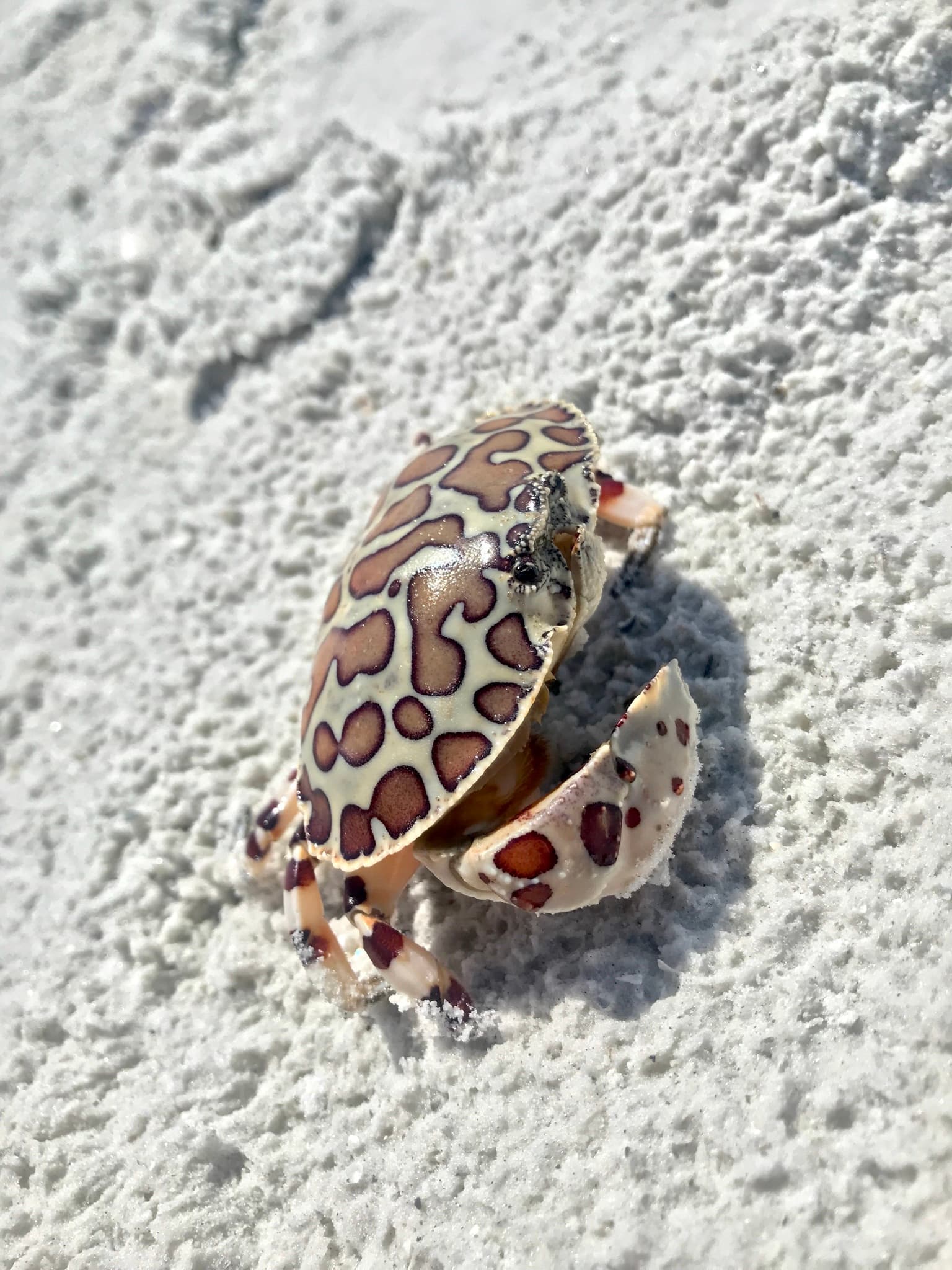 Calico Box Crab (Hepatus epheliticus), St. Petersburg, Florida, US