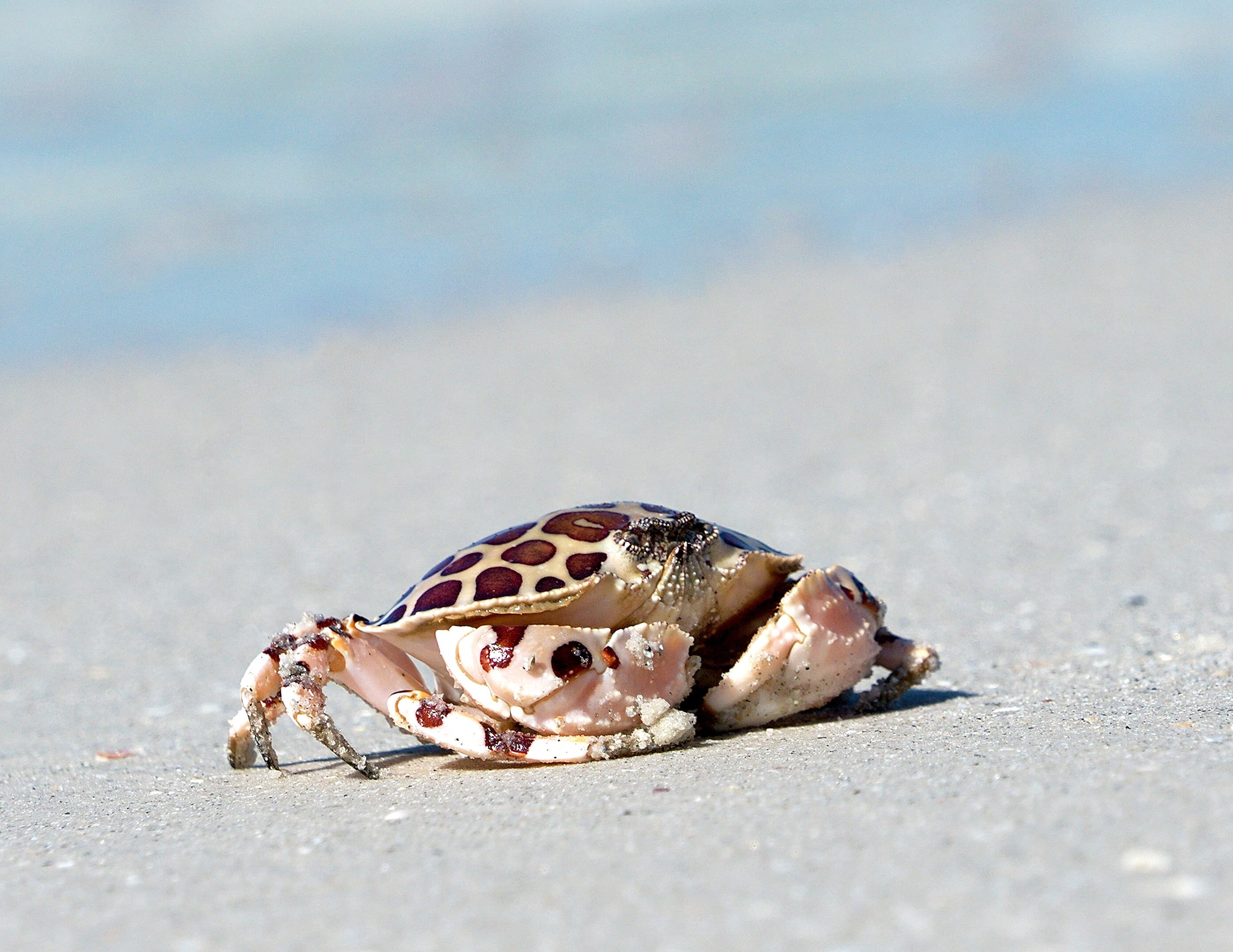 Calico Box Crab (Hepatus epheliticus) running across a sandy beach at St. Pete Beach, Florida