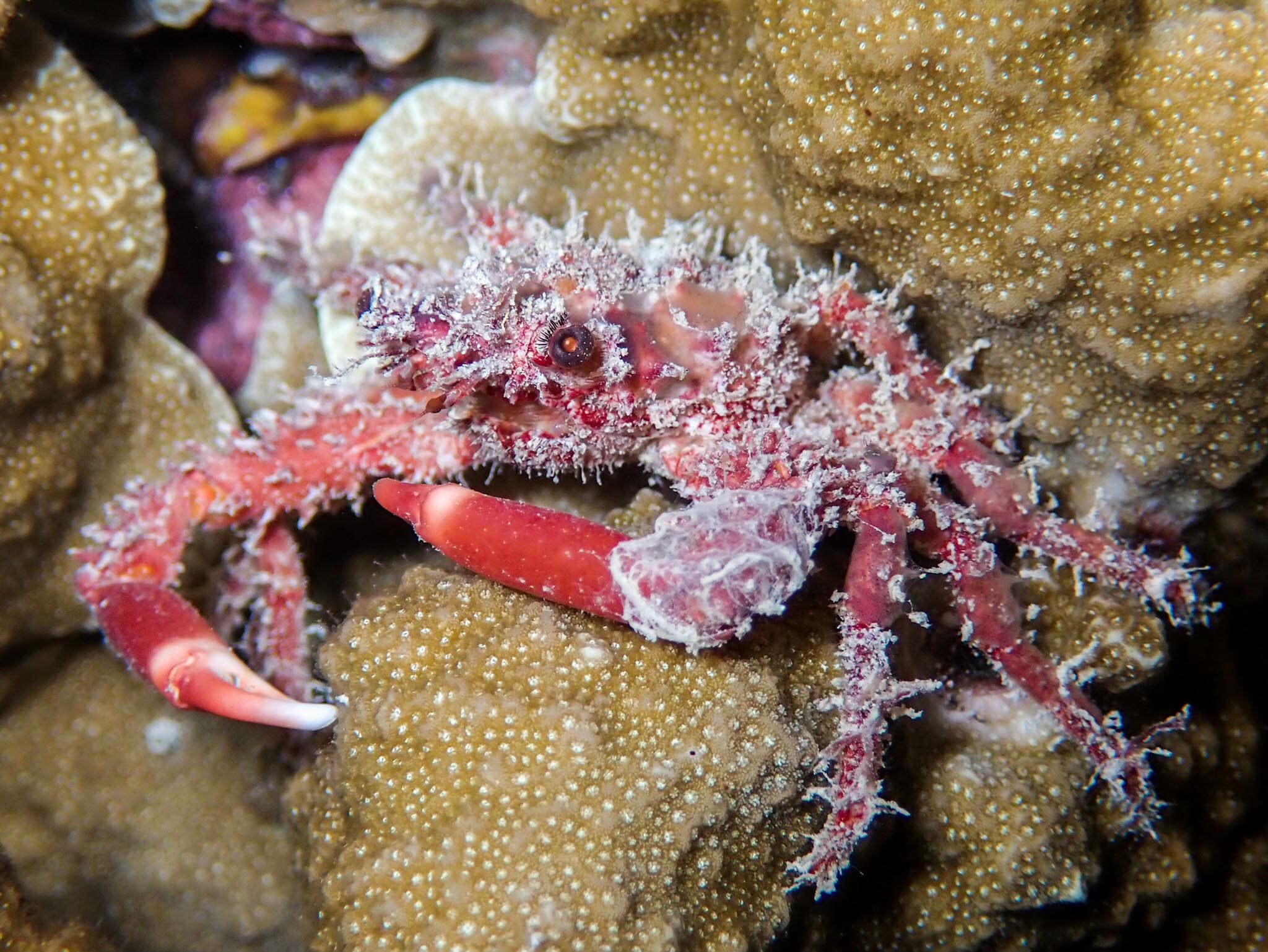 Common Decorator Crab (Schizophrys aspera), Majuro Atoll, Marshall Islands