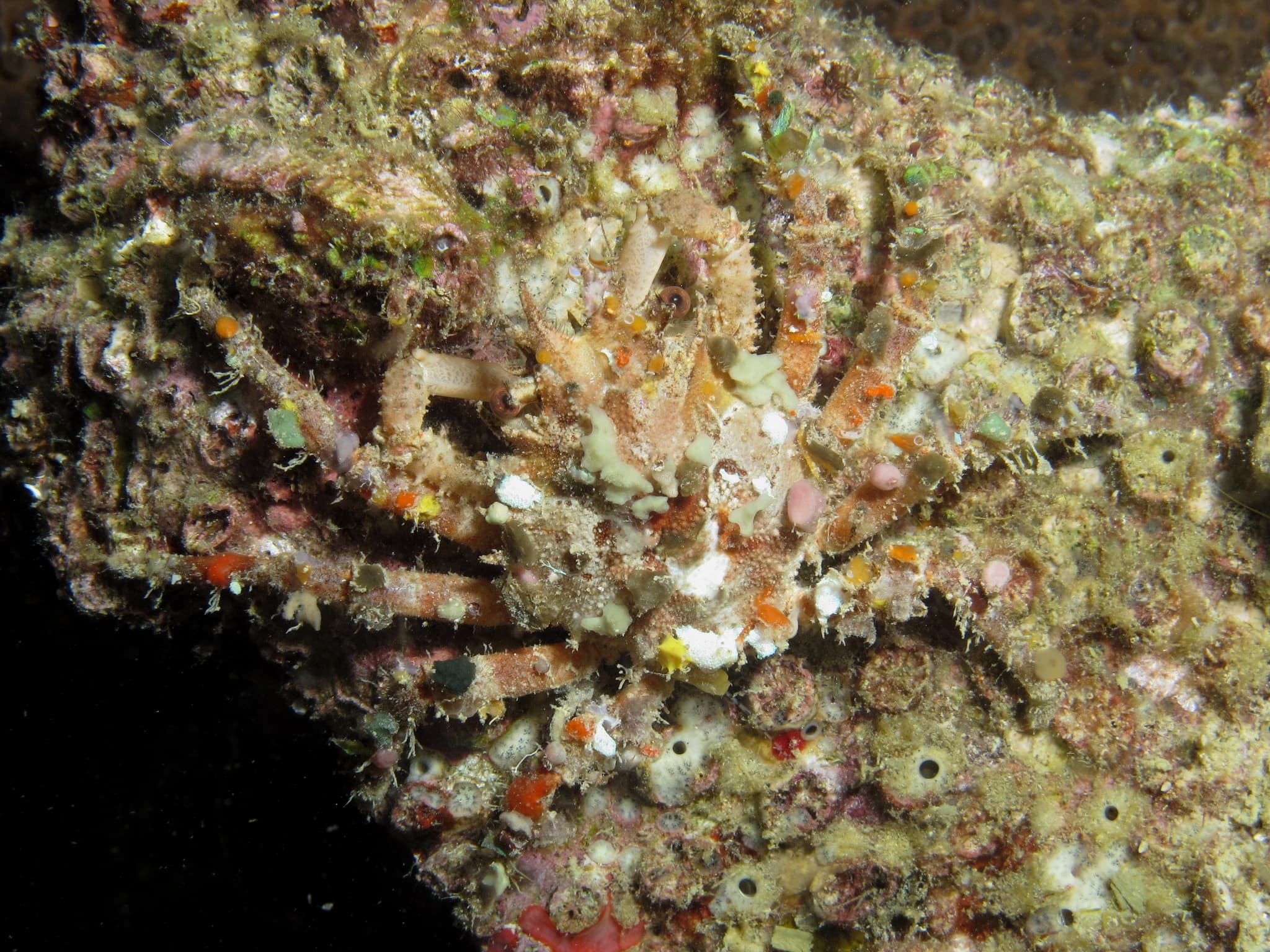 Common Decorator Crab (Schizophrys aspera), Malapascua Island, Philippines