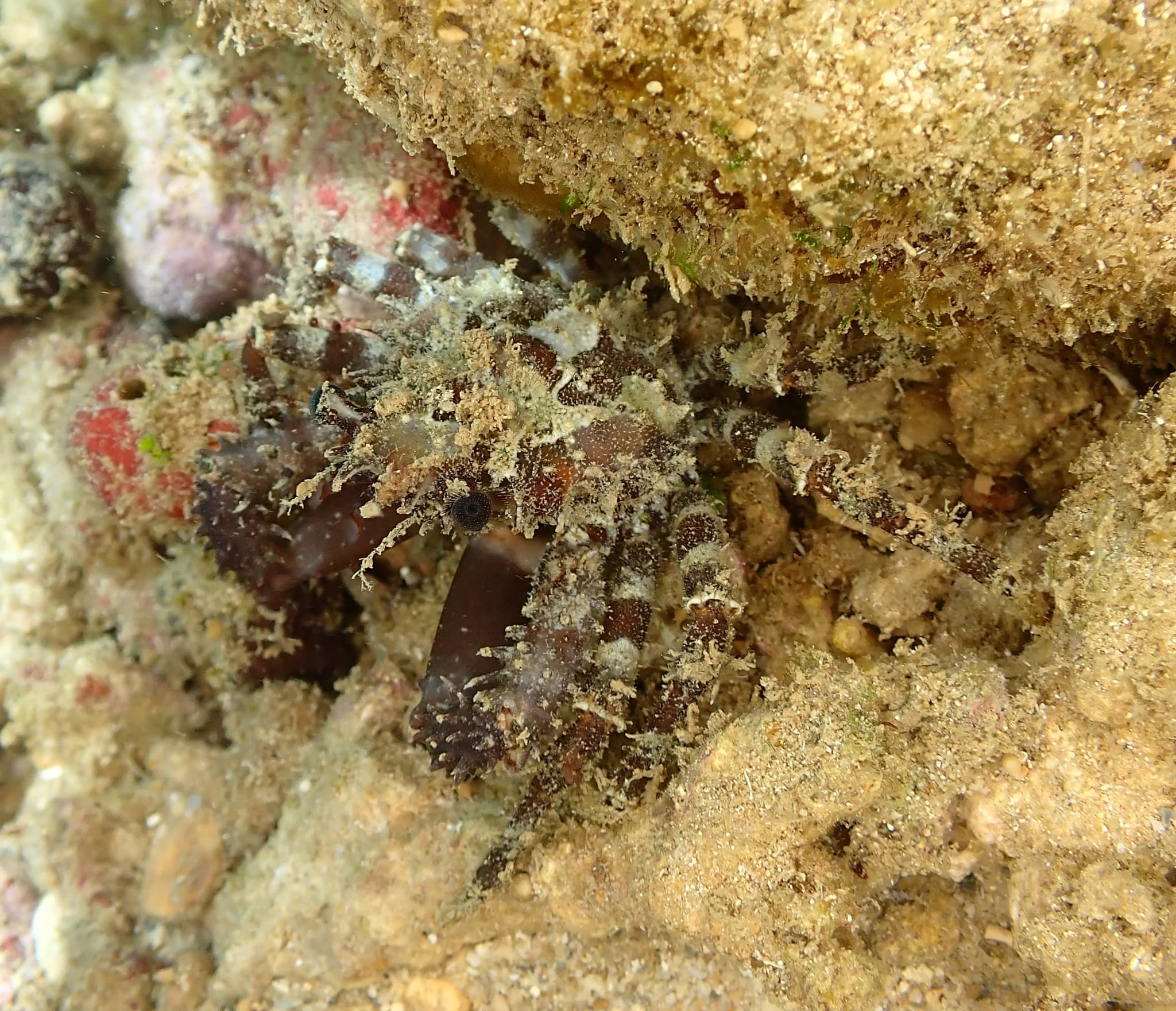 Common Decorator Crab (Schizophrys aspera), Touho, New Caledonia