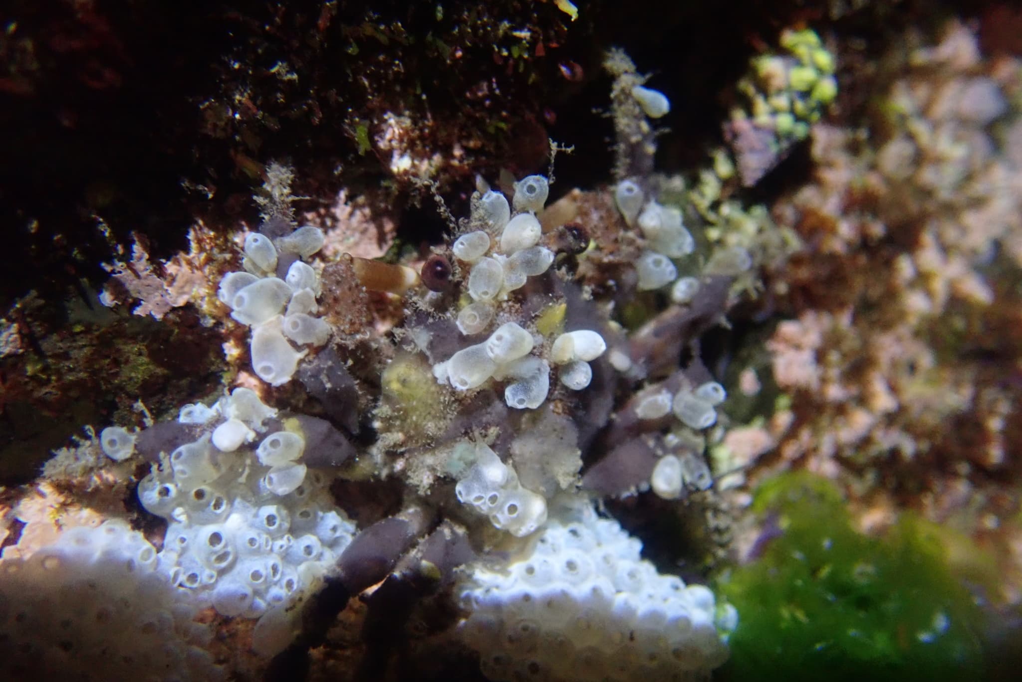 Common Decorator Crab (Schizophrys aspera), Taiwan