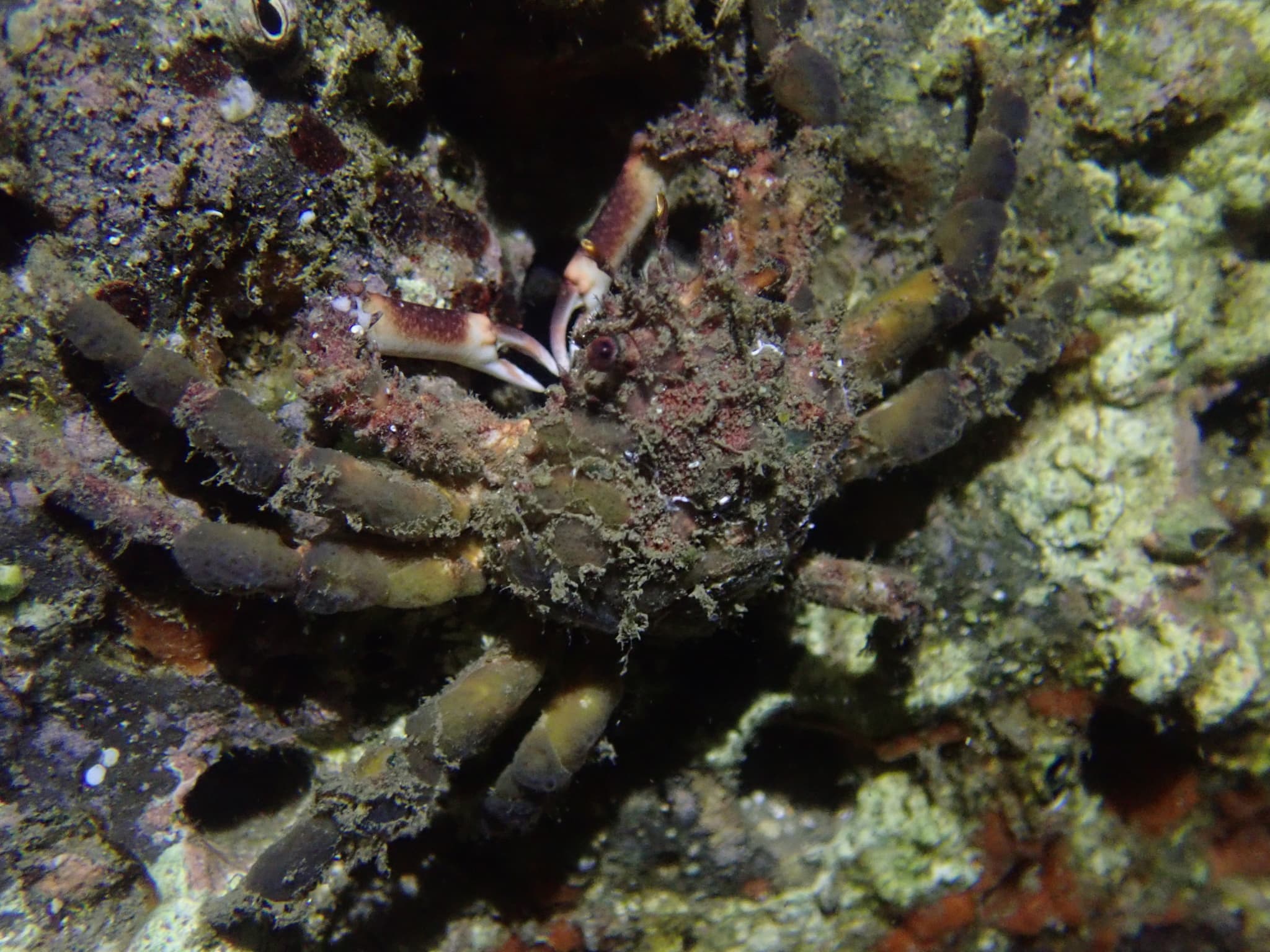 Common Decorator Crab (Schizophrys aspera), Taiwan