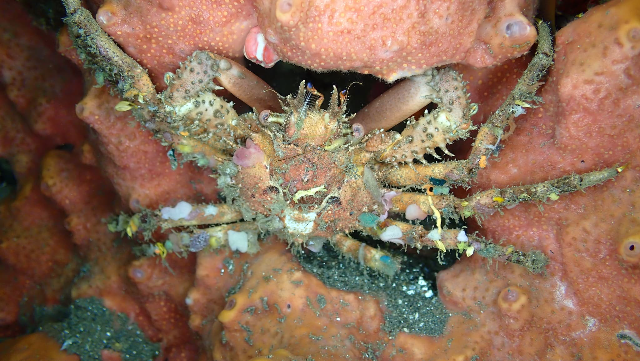 Common Decorator Crab (Schizophrys aspera), Tulamben, Bali, Indonesia