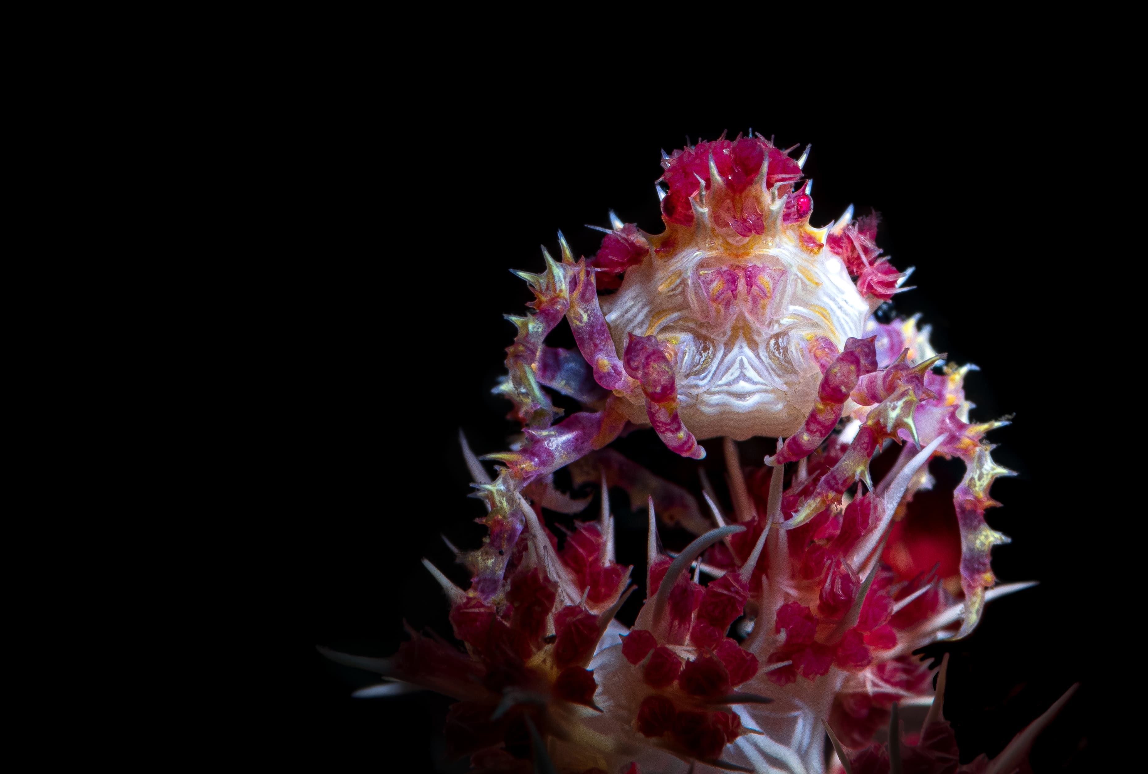 Soft Coral Crab (Hoplophrys oatesii)