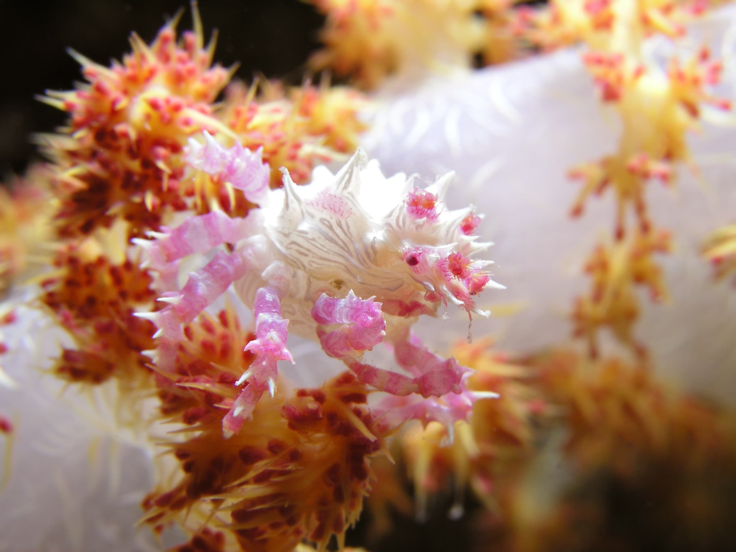 Soft Coral Crab (Hoplophrys oatesii)