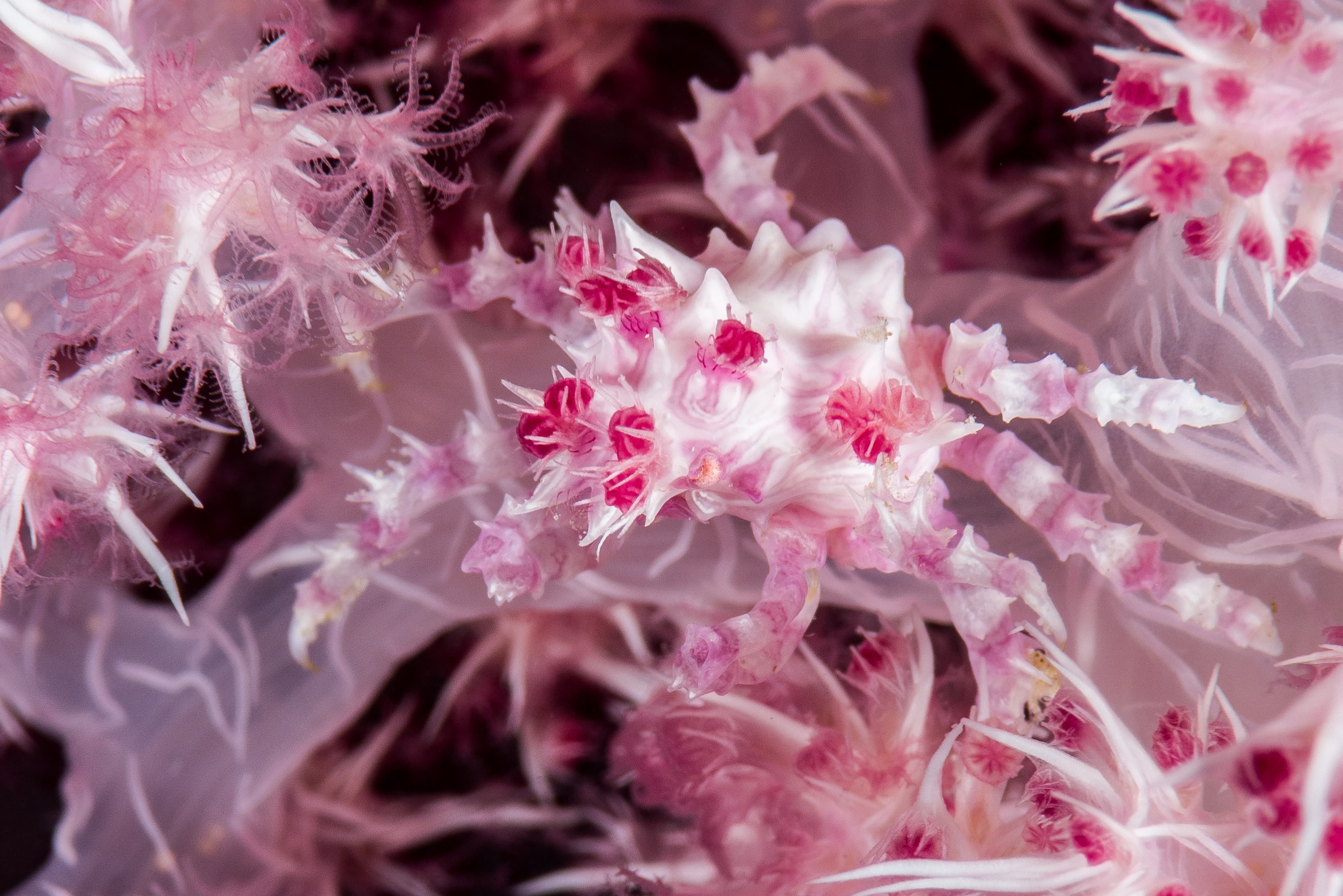 Soft Coral Crab (Hoplophrys oatesii)