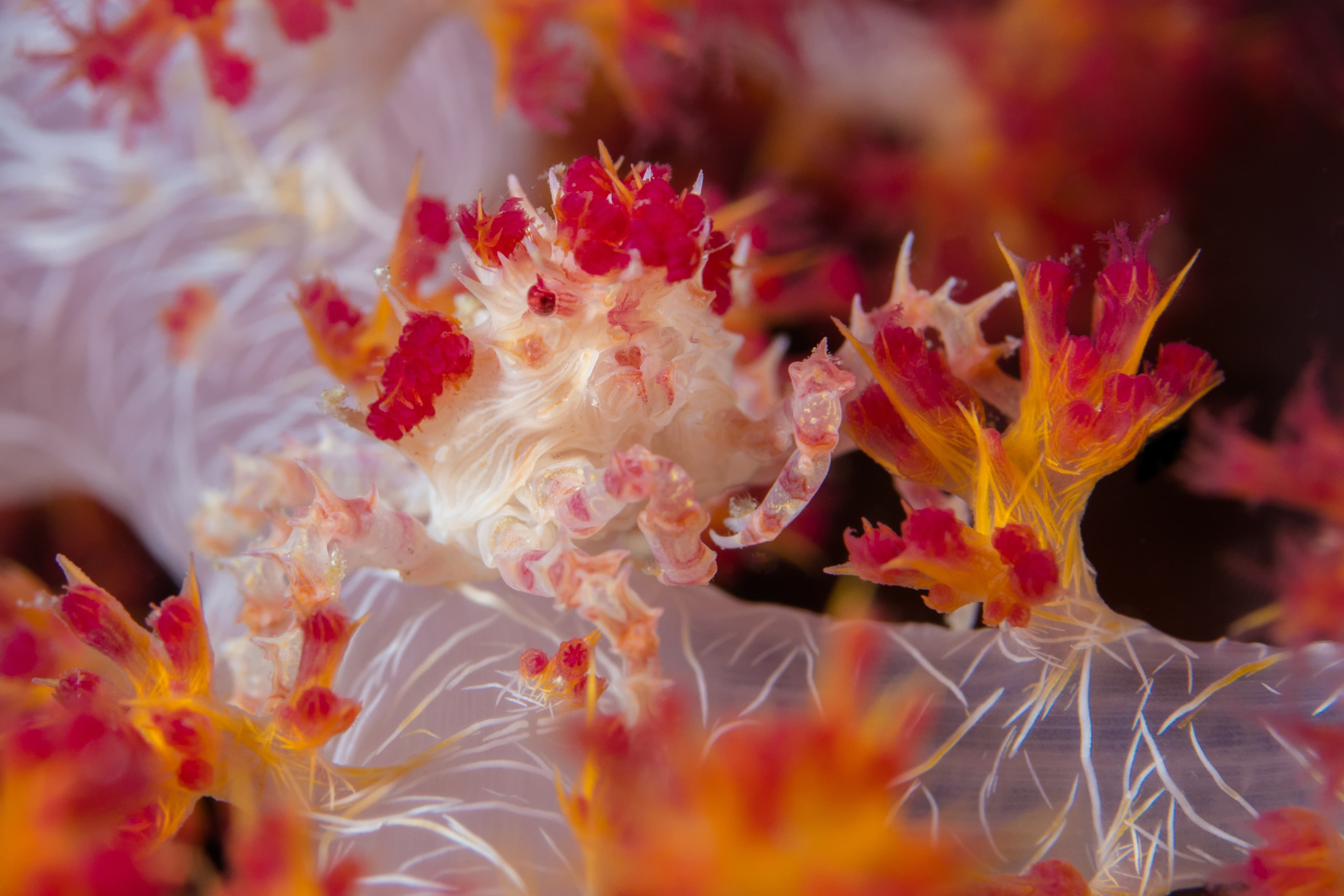 Soft Coral Crab (Hoplophrys oatesii)