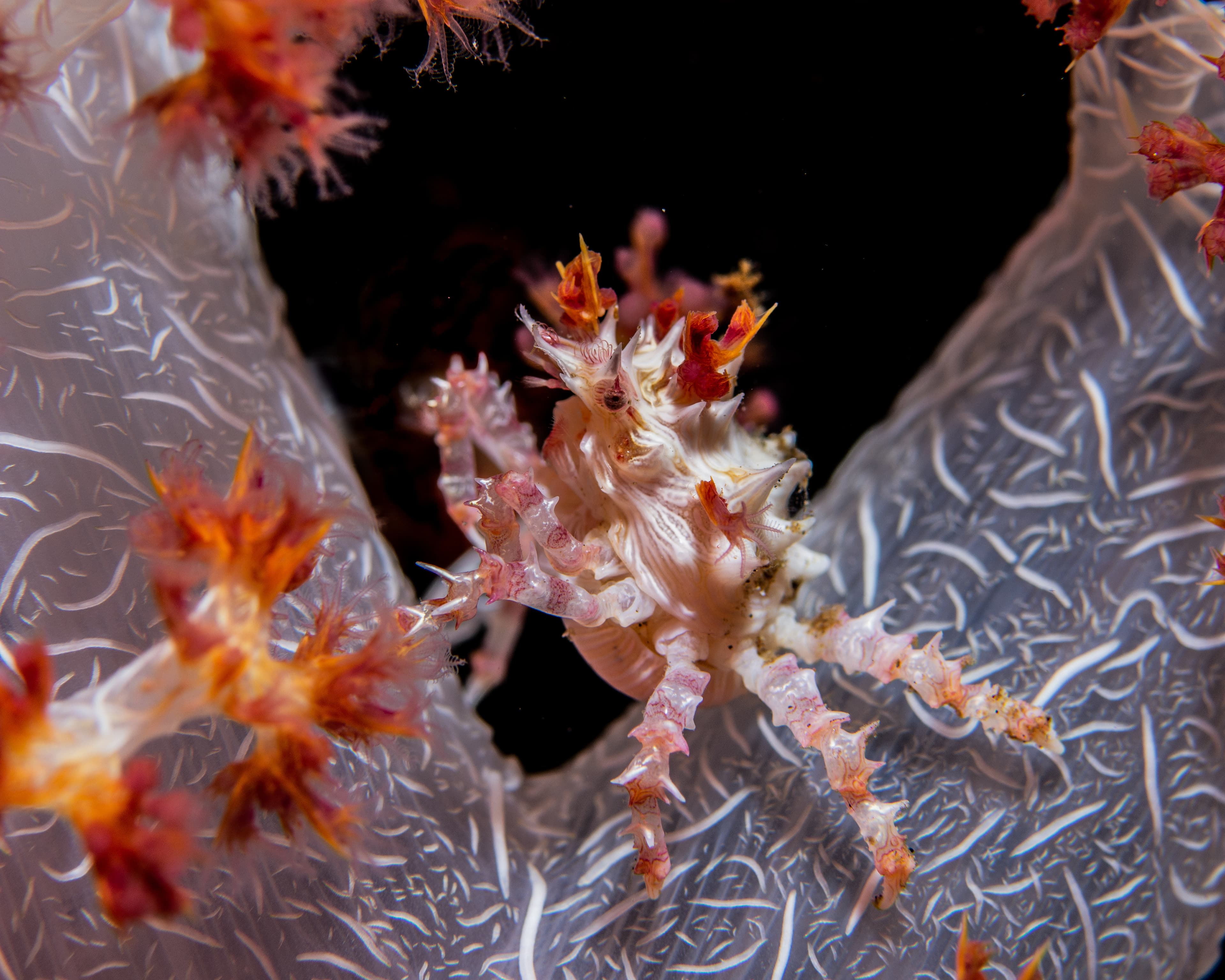 Soft Coral Crab (Hoplophrys oatesii)