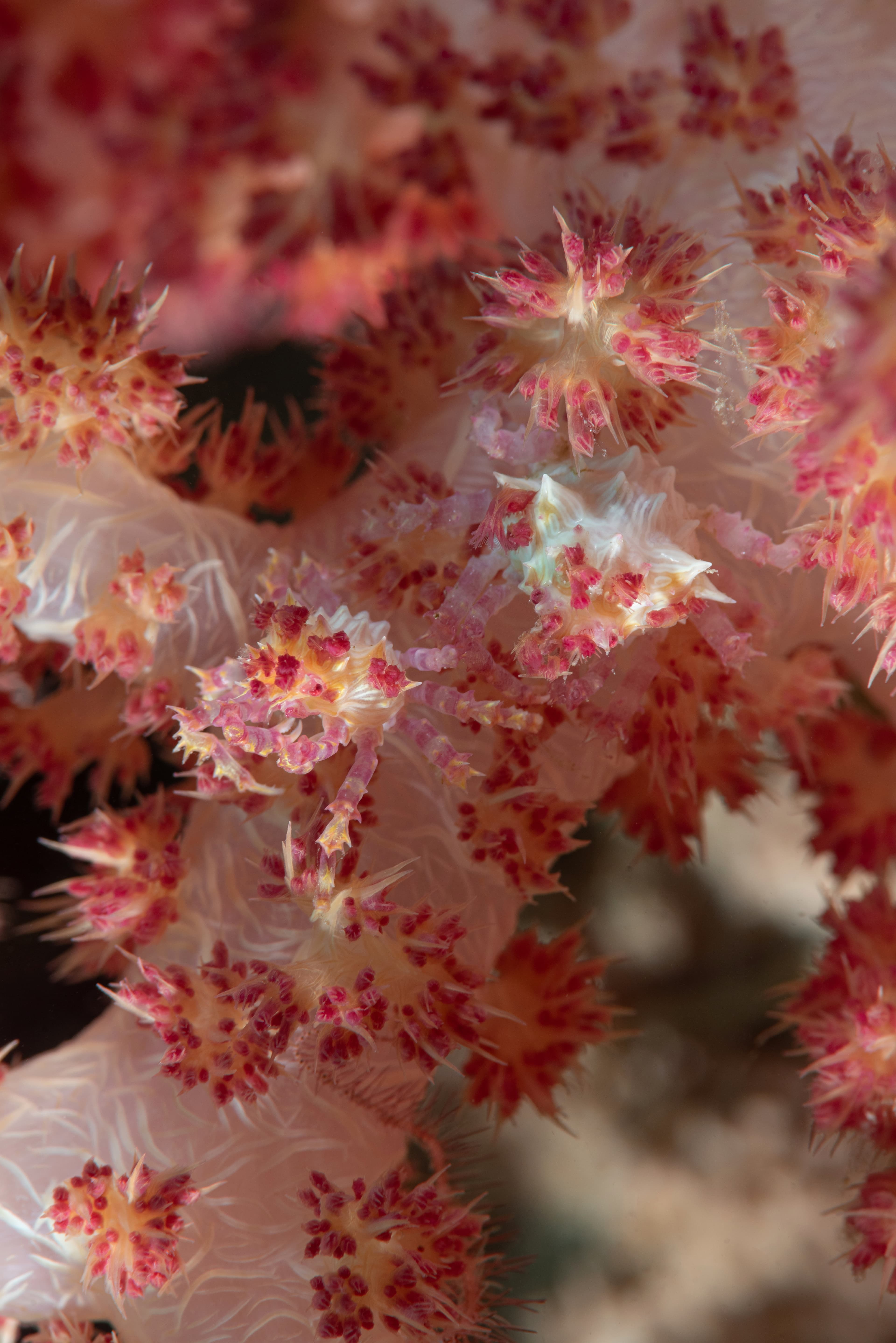 Two well-camouflaged Soft Coral Crabs (Hoplophrys oatesii) on Dendronephthya sp.