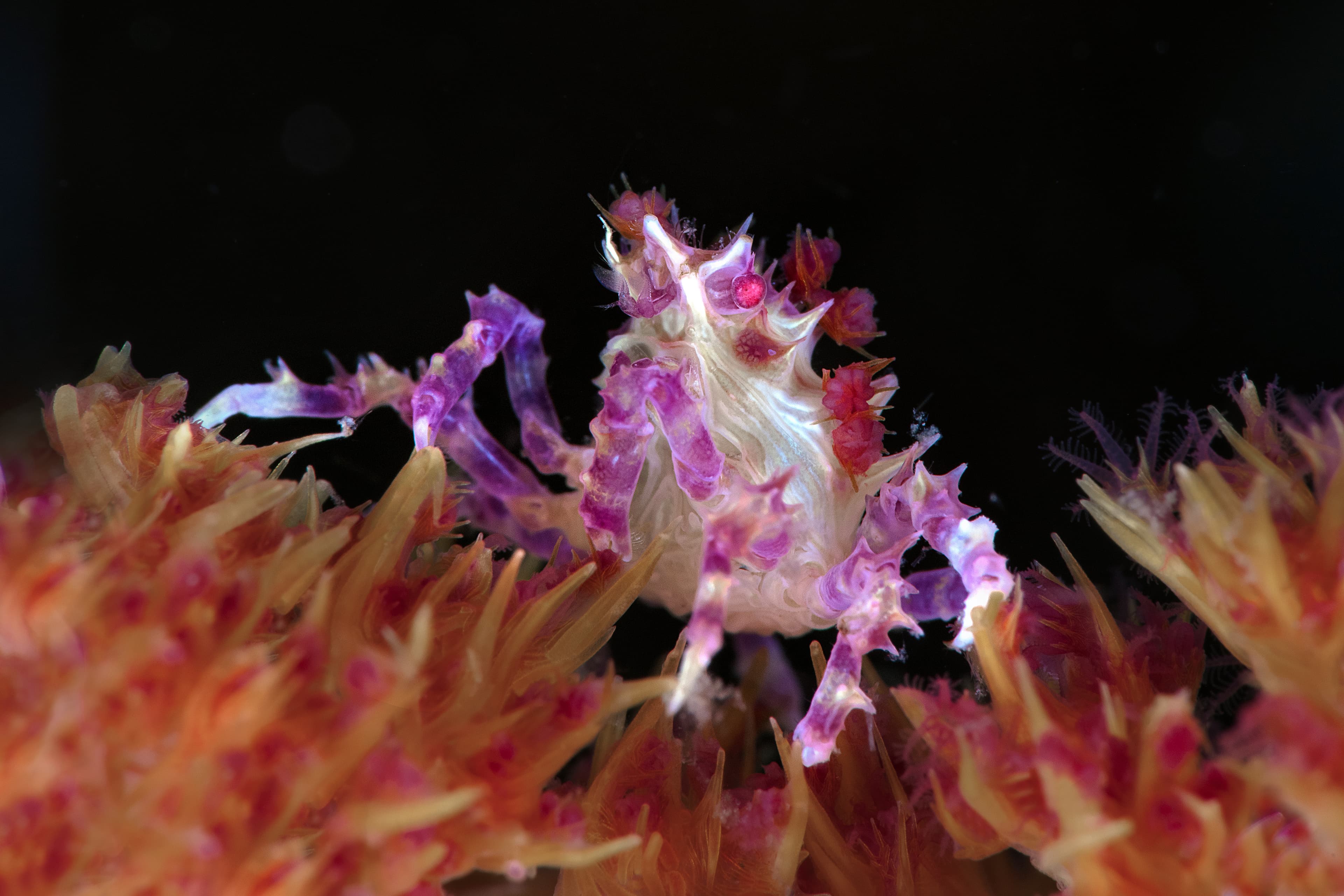 Soft Coral Crab (Hoplophrys oatesii), Anilao, Philippines