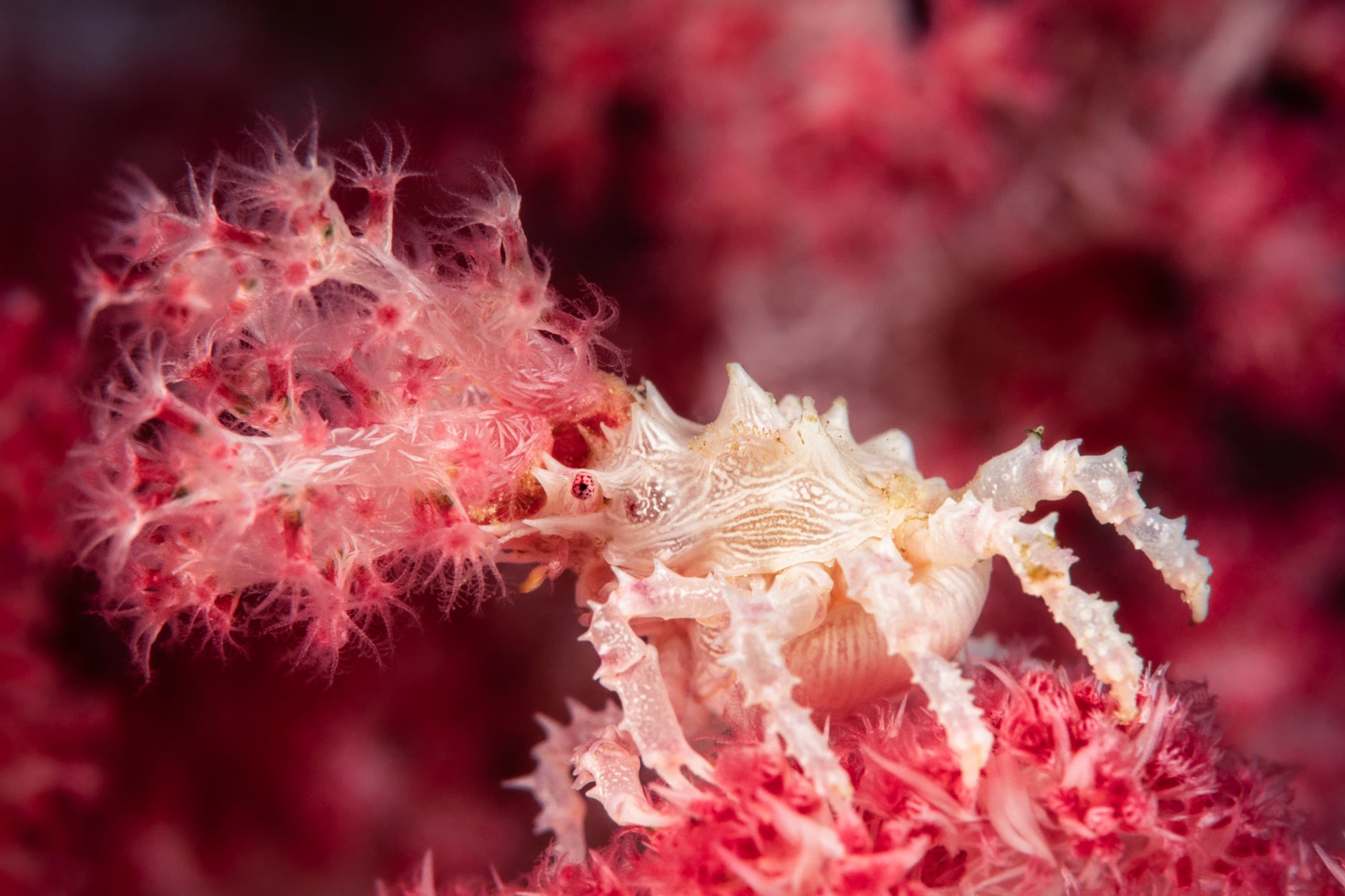 Soft Coral Crab (Hoplophrys oatesii)