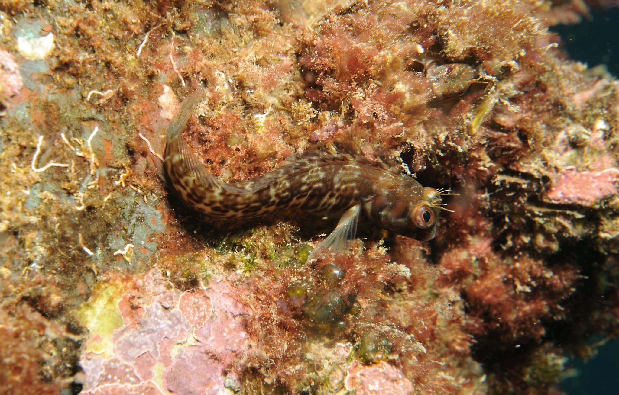 Salt Blenny (Parablennius salensis), Tarrafal, Cape Verde