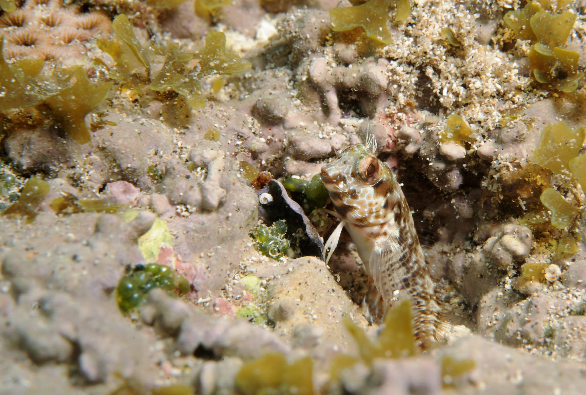 Salt Blenny (Parablennius salensis), São Miguel, Cape Verde