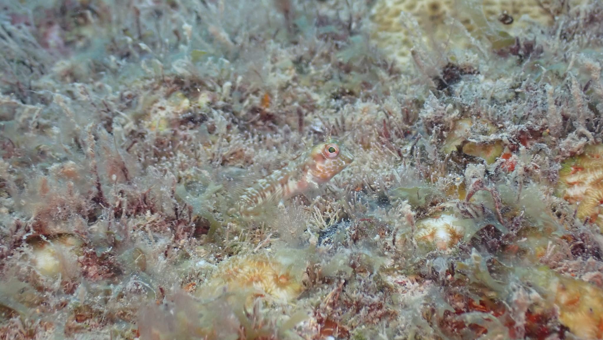 Salt Blenny (Parablennius salensis), Sal, Cape Verde