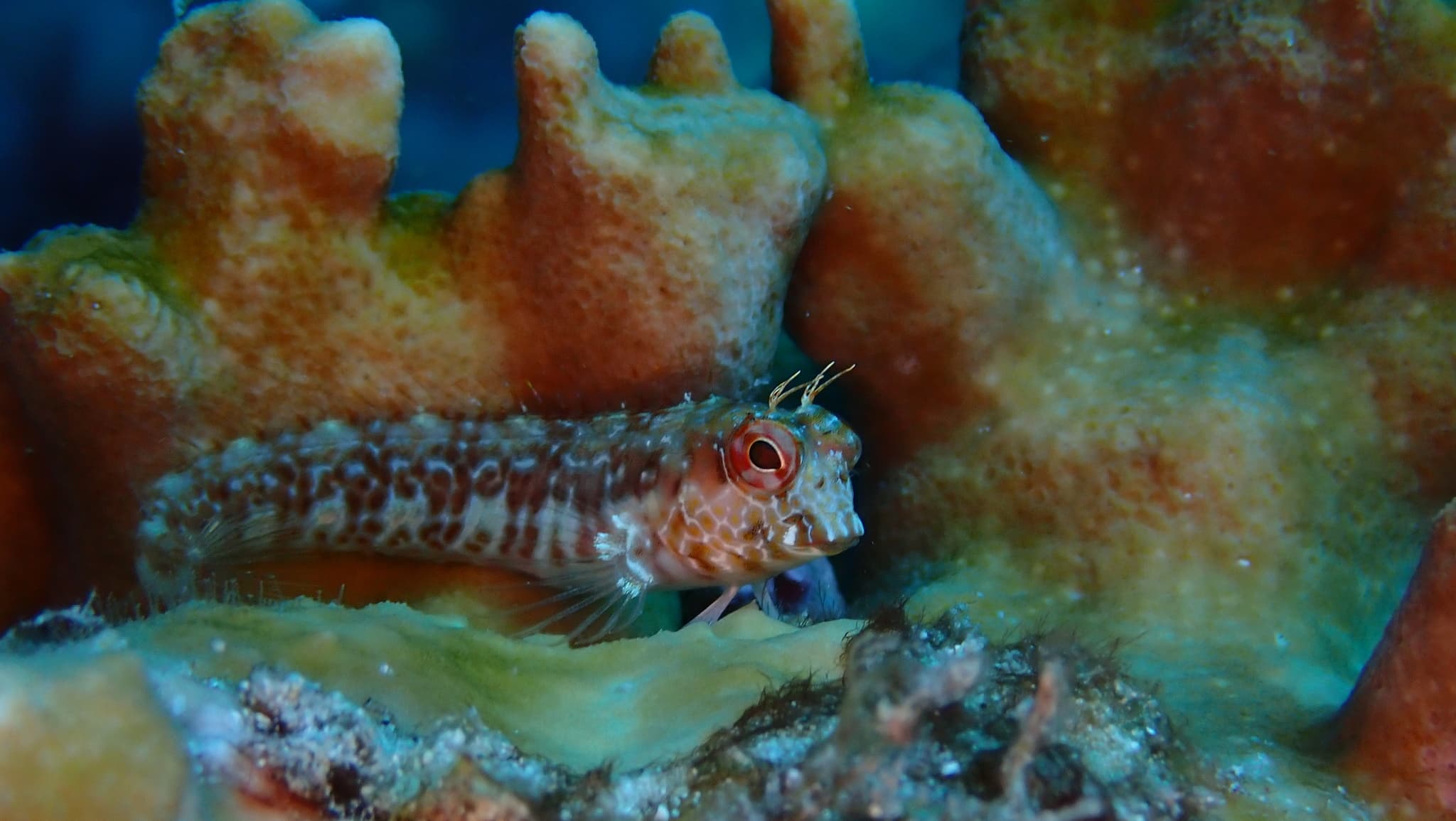 Salt Blenny (Parablennius salensis), Sal, Cape Verde