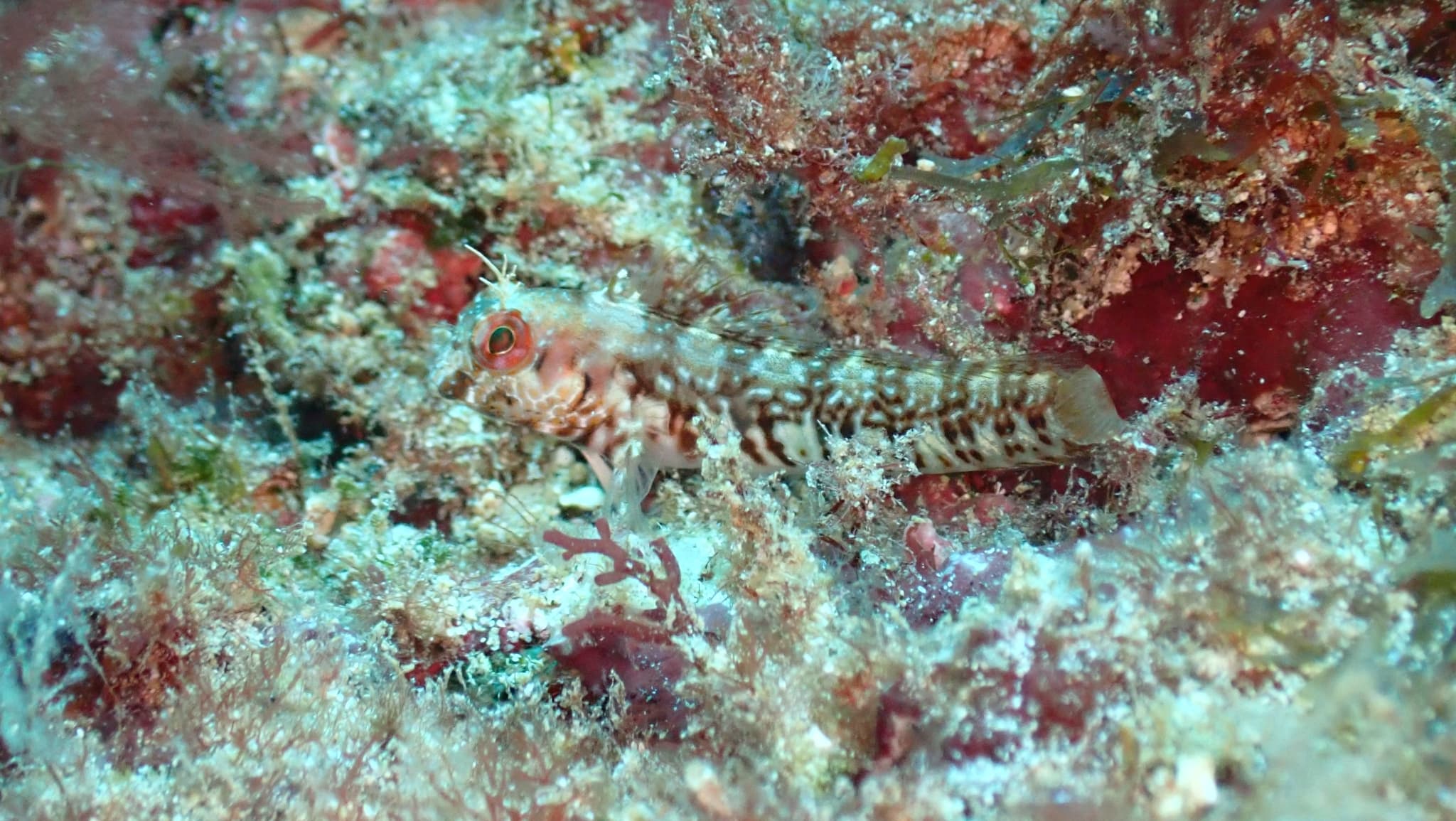 Salt Blenny (Parablennius salensis), Sal, Cape Verde