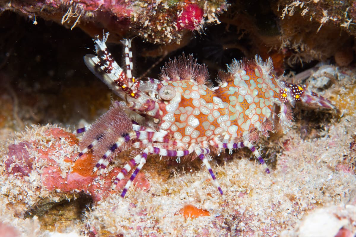 Marbled Shrimp (Saron marmoratus), Exmouth, Australia