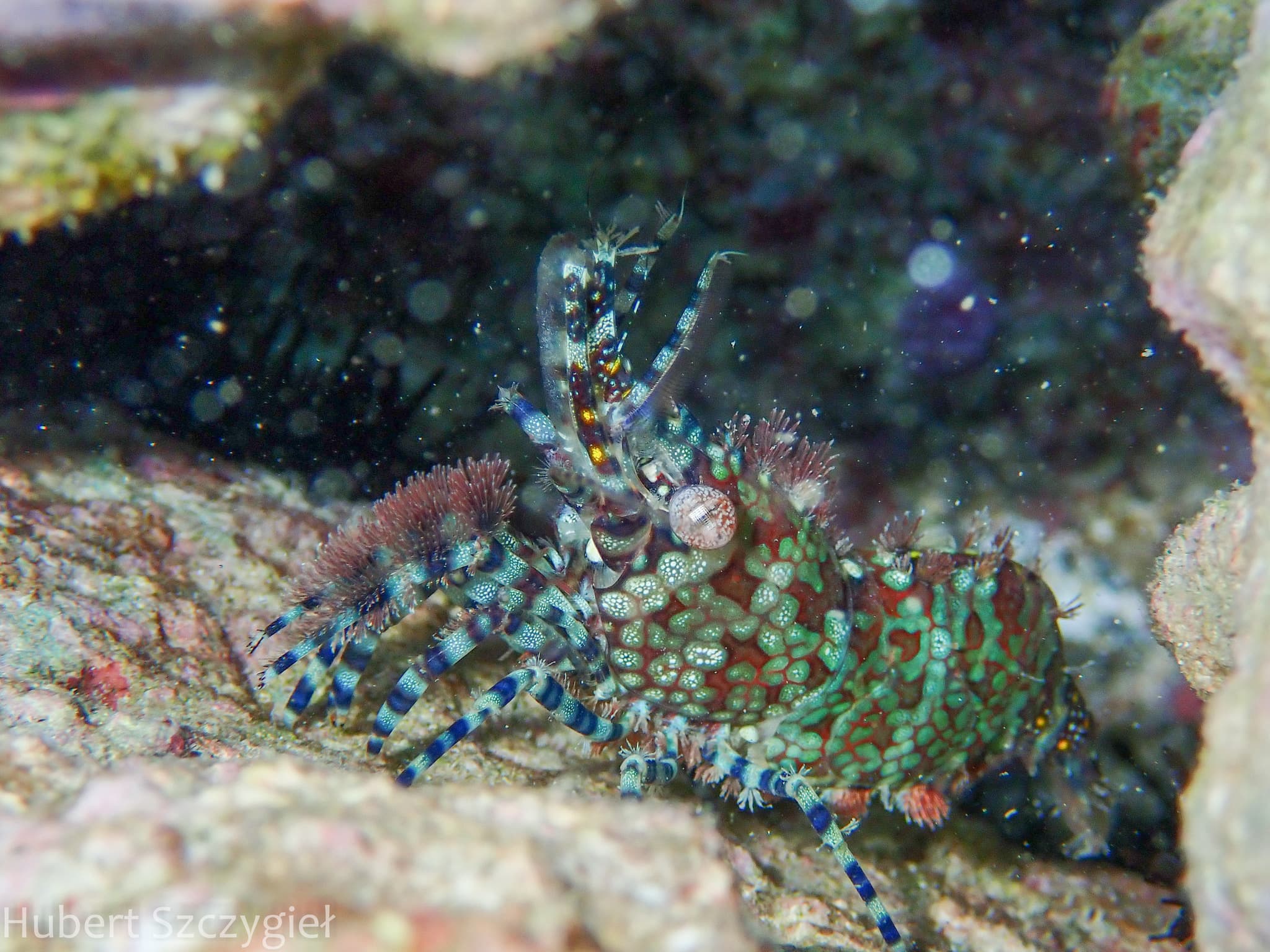 Marbled Shrimp (Saron marmoratus), Waikiki, Hawaii