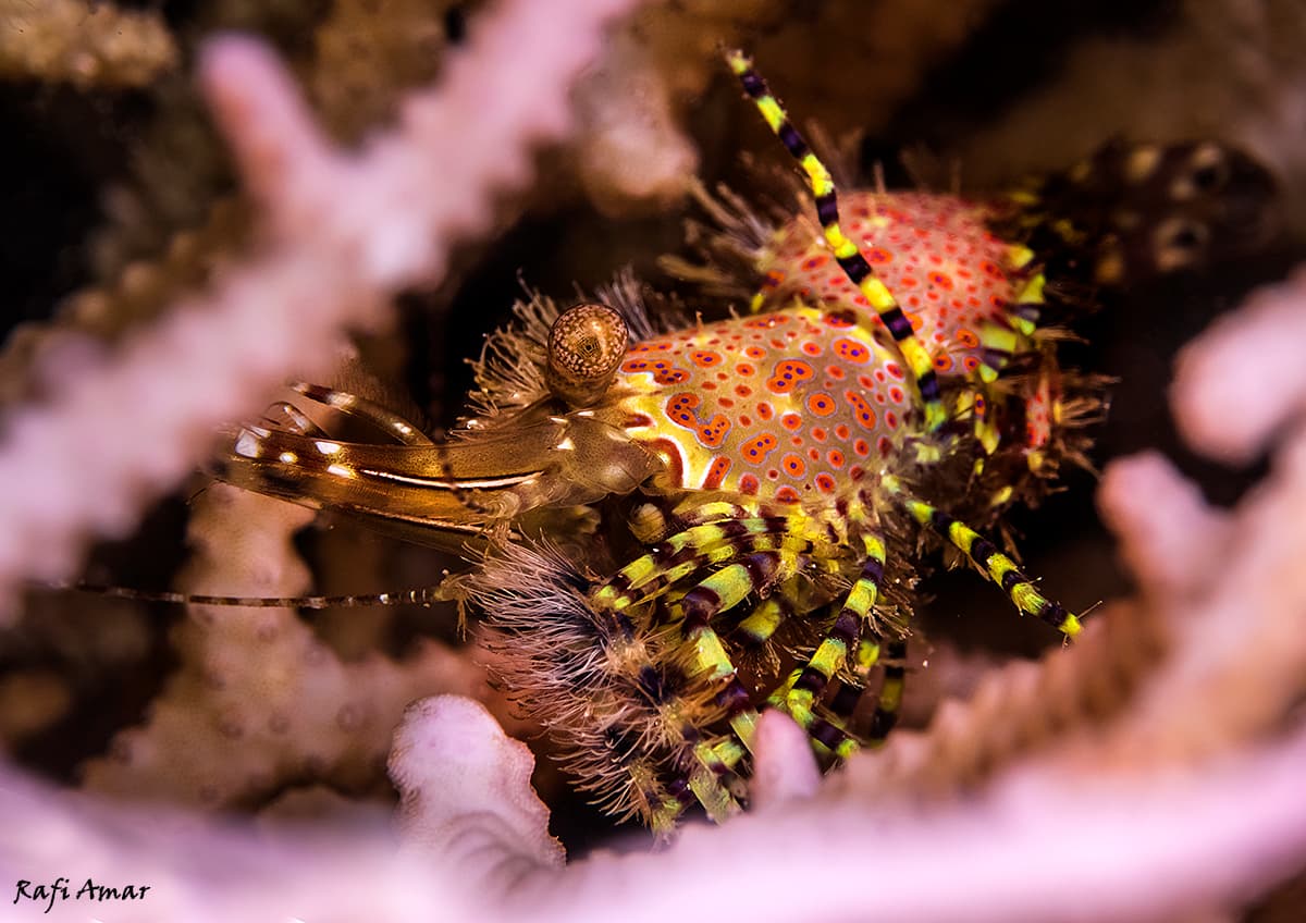 Marbled Shrimp (Saron marmoratus), Eilat, Israel