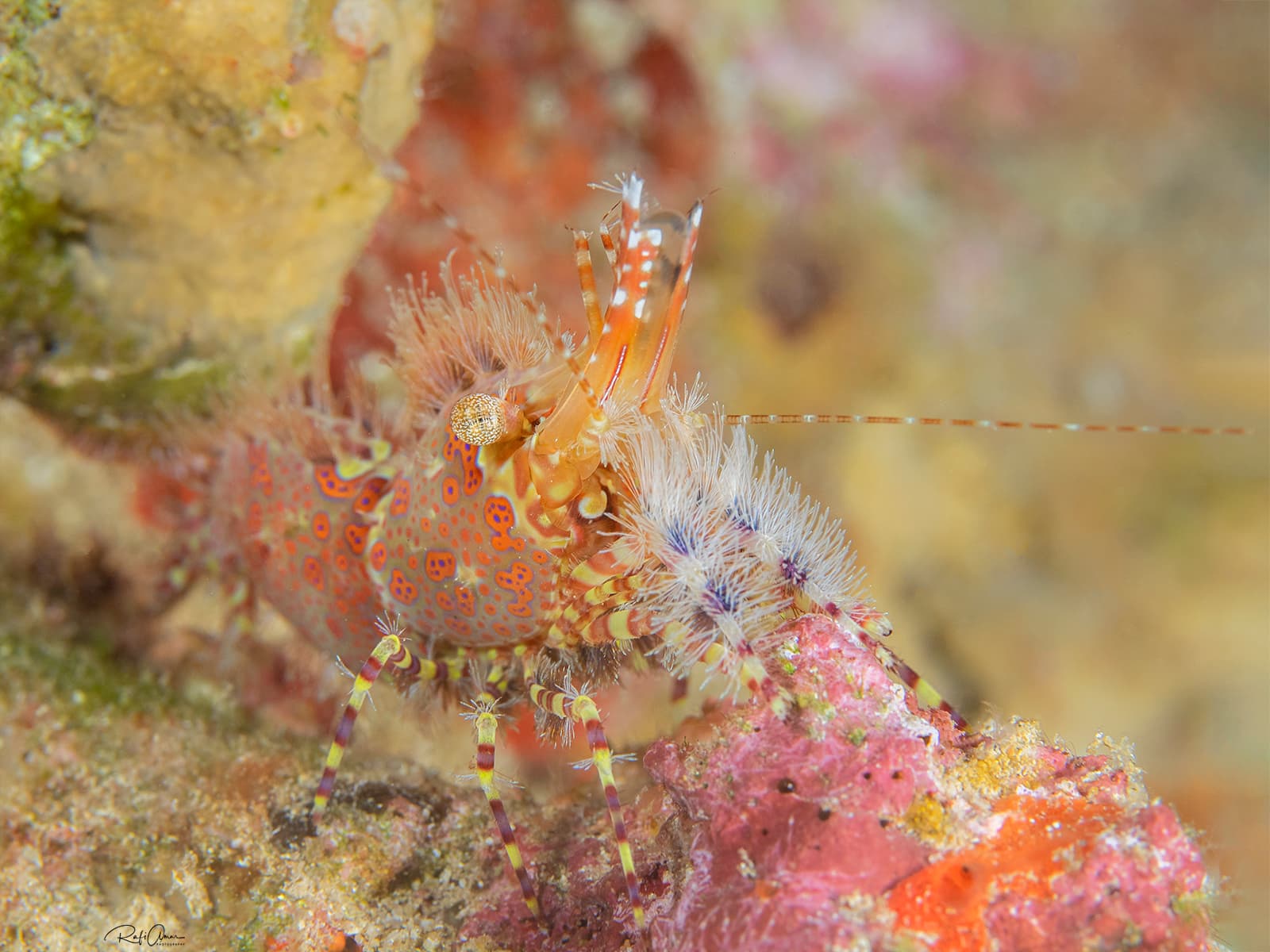 Marbled Shrimp (Saron marmoratus), Eilat, Israel