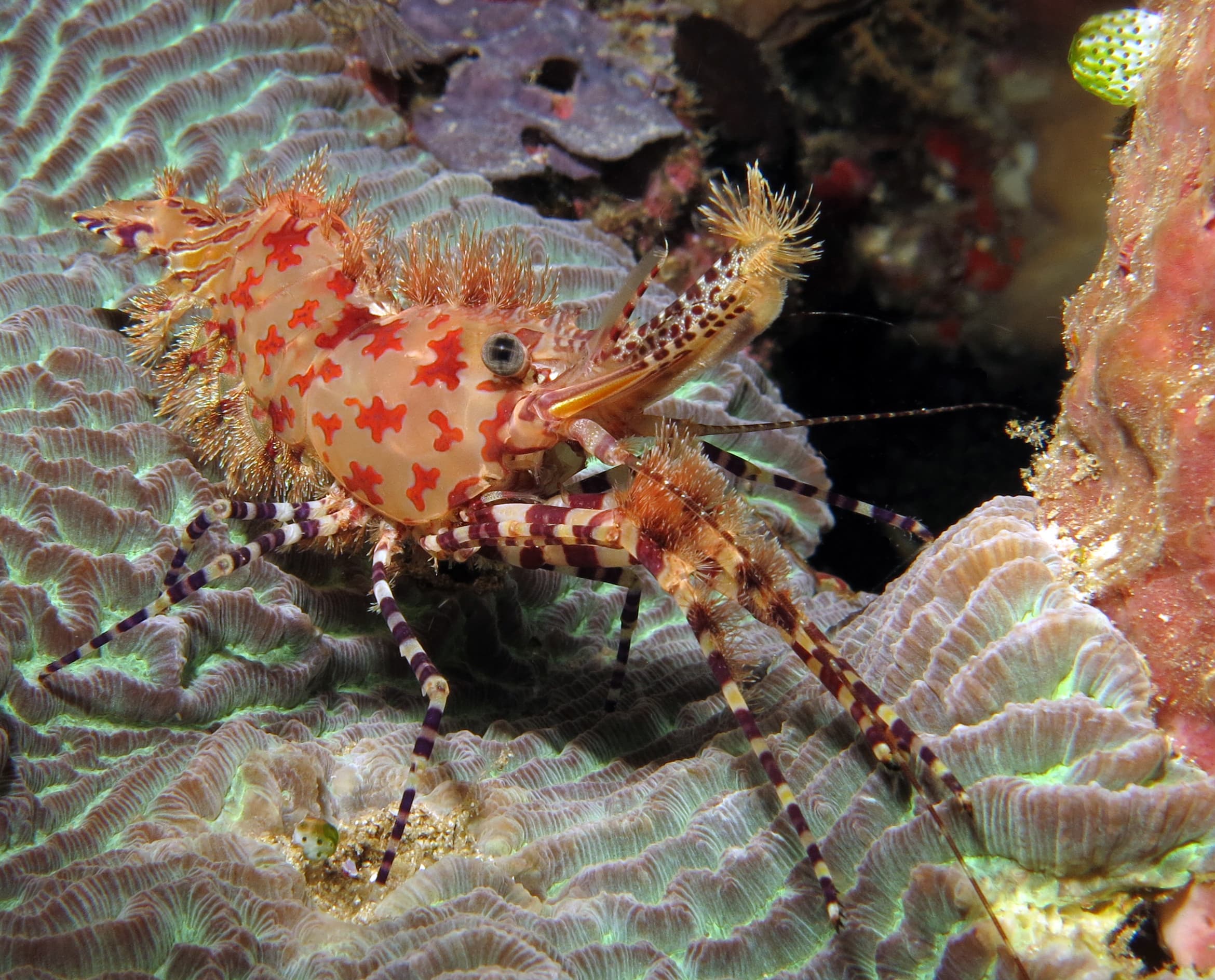 Marbled shrimp (Saron marmoratus), Tulamben, Bali, Indonesia