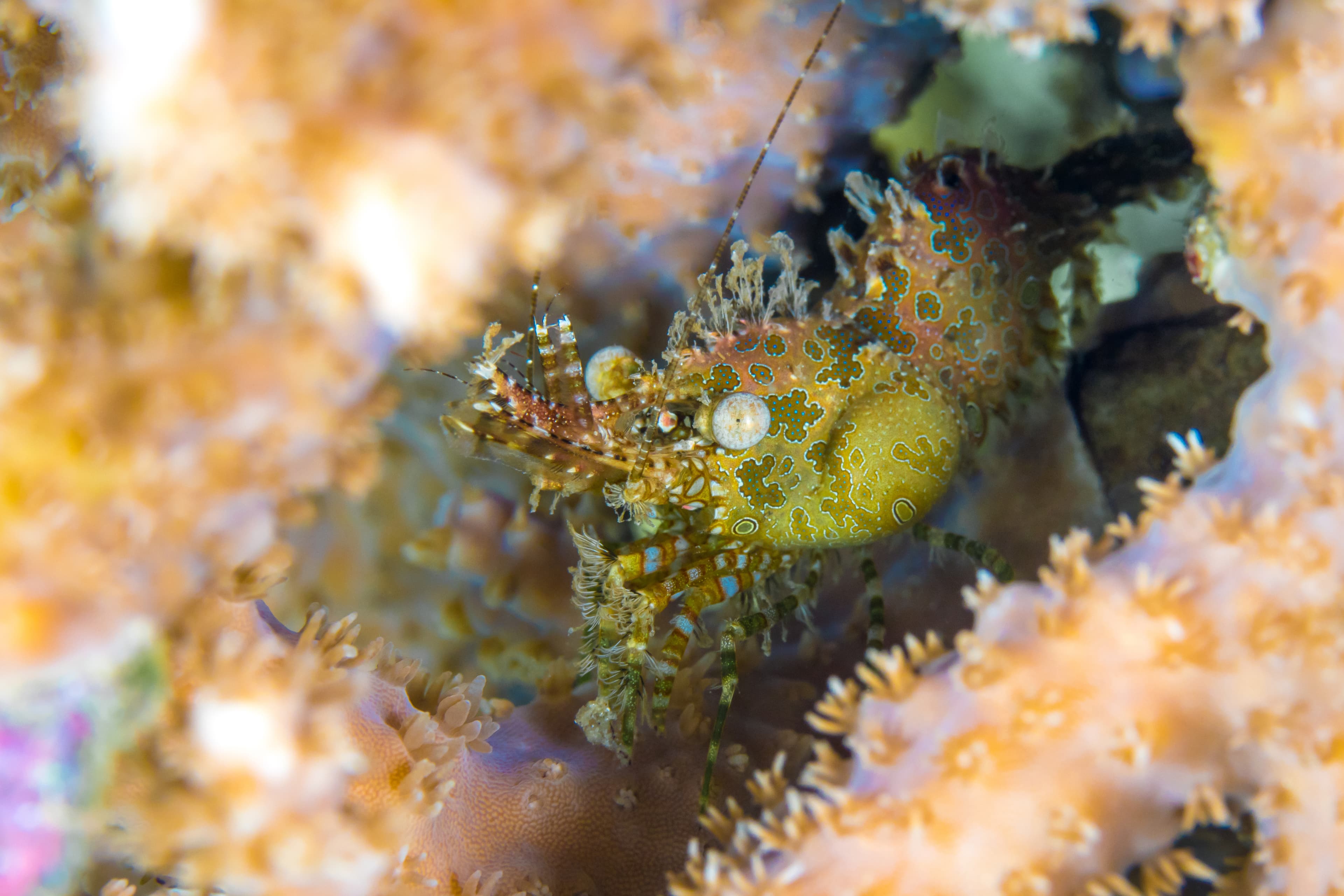 Marbled shrimp (Saron marmoratus) hiding in coral reef