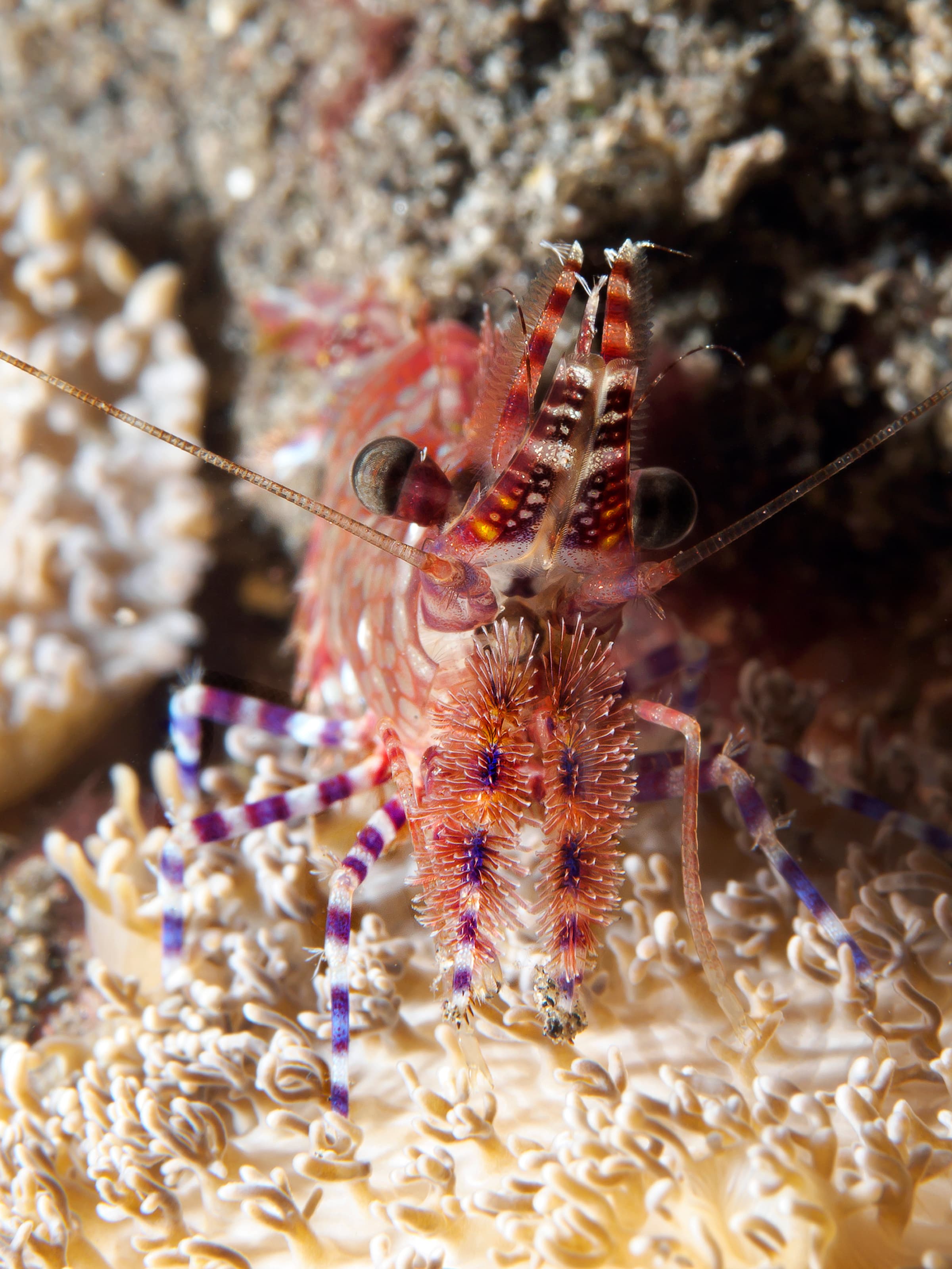 Marbled shrimp (Saron marmoratus)