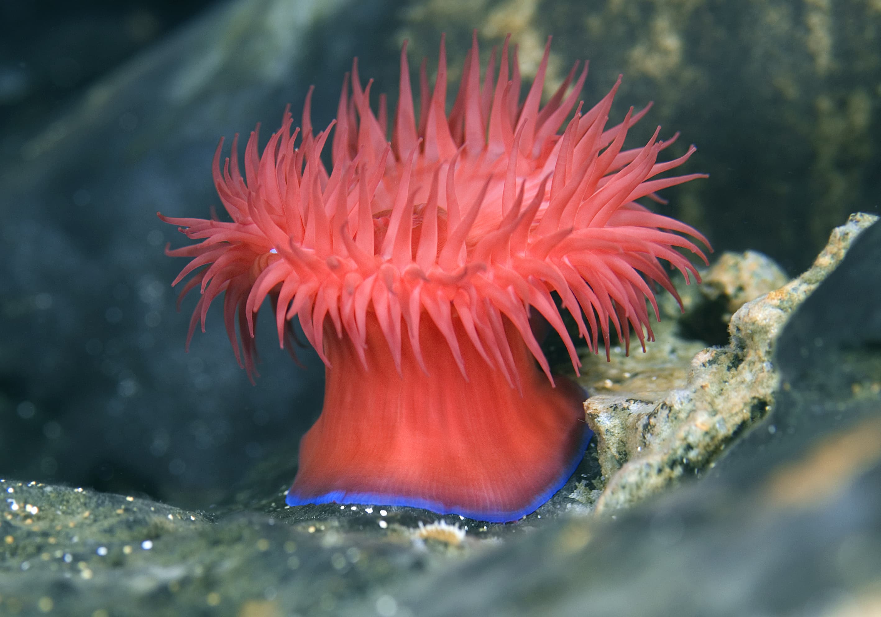 Beadlet Anemone (Actinia equina), Mediterranean Sea, Croatia