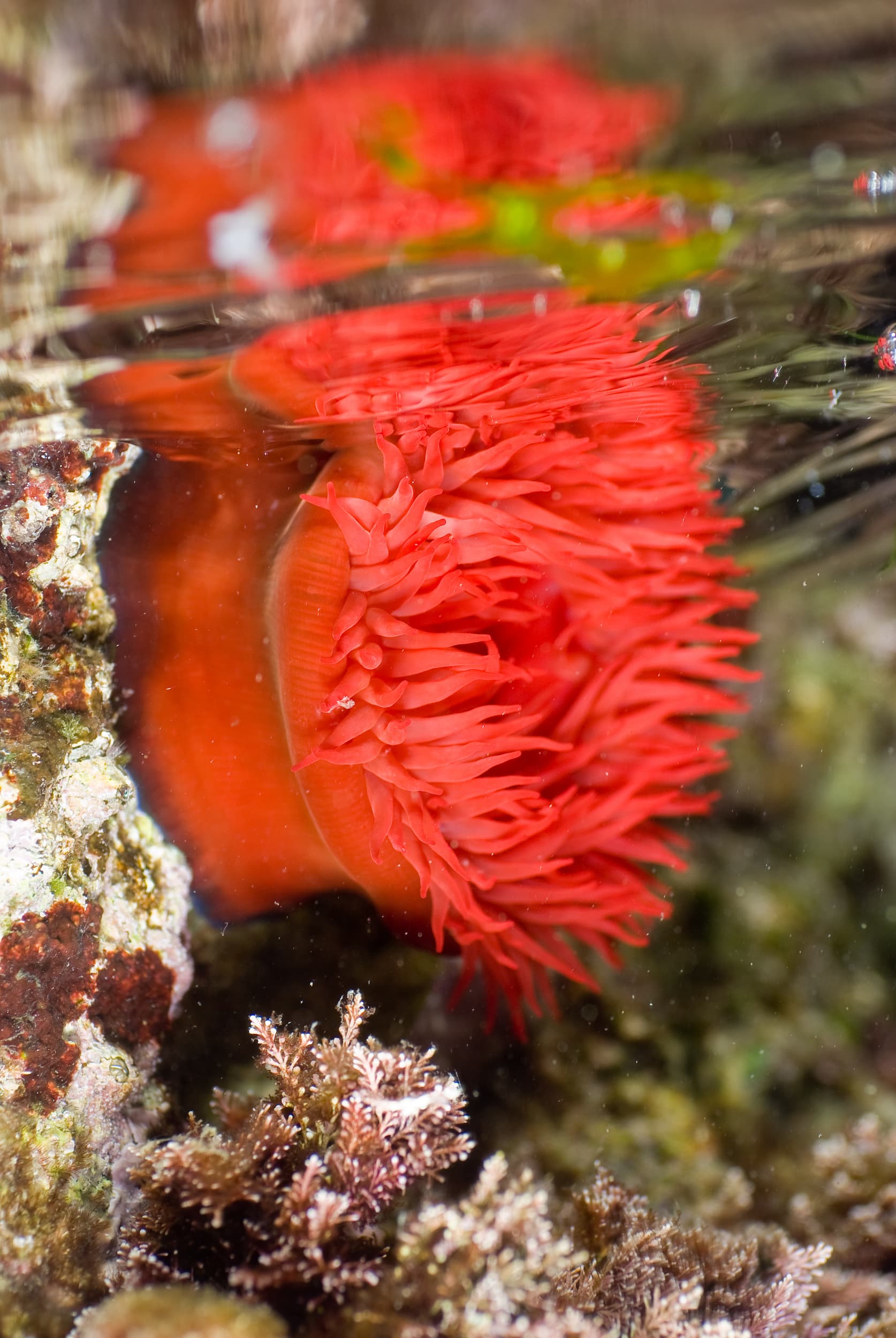 Beadlet Anemone (Actinia equina). Mediterranean Sea, Costa Brava, Spain