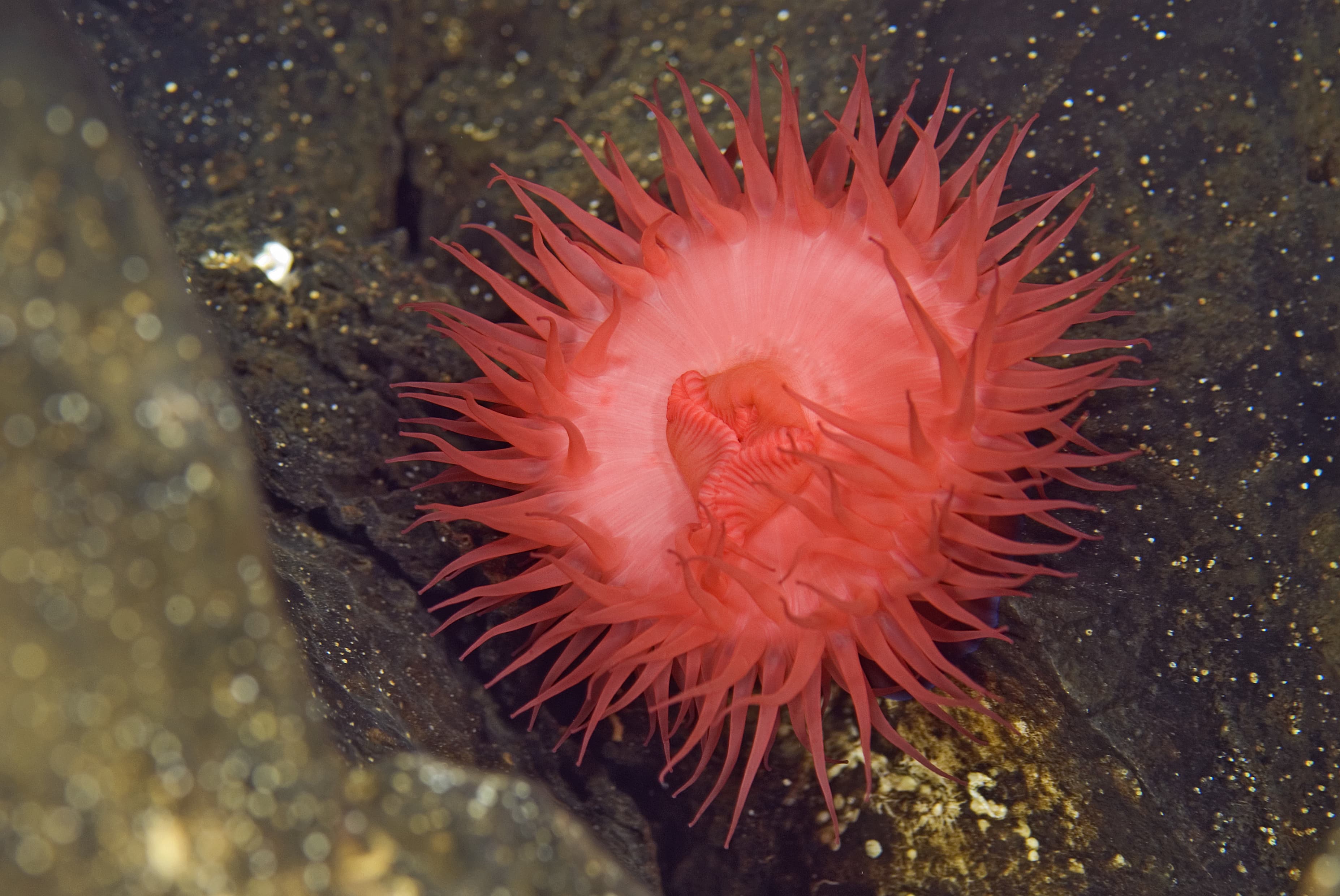 Beadlet Anemone (Actinia equina), Mediterranean Sea, Croatia