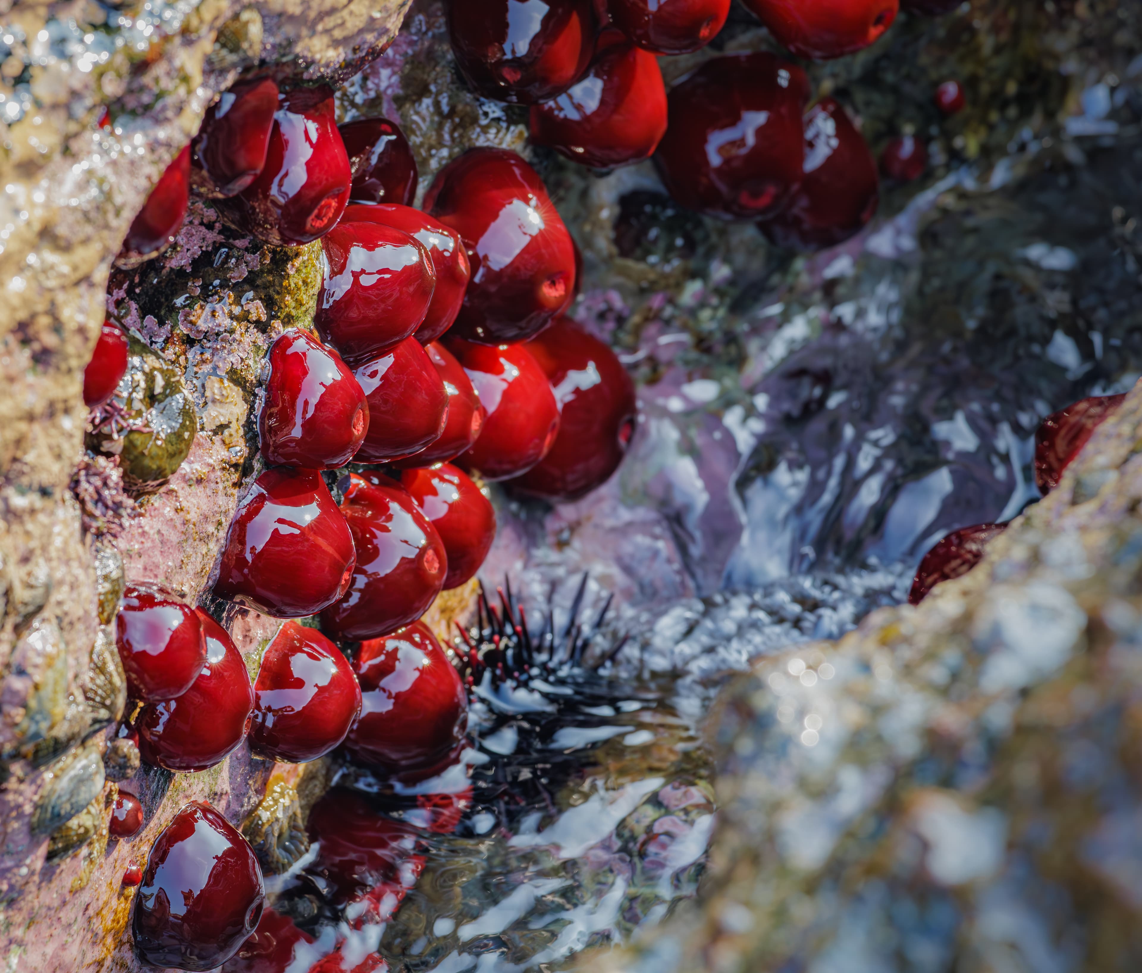 Beadlet Anemones (Actinia equina) on coastal rocks during low tide