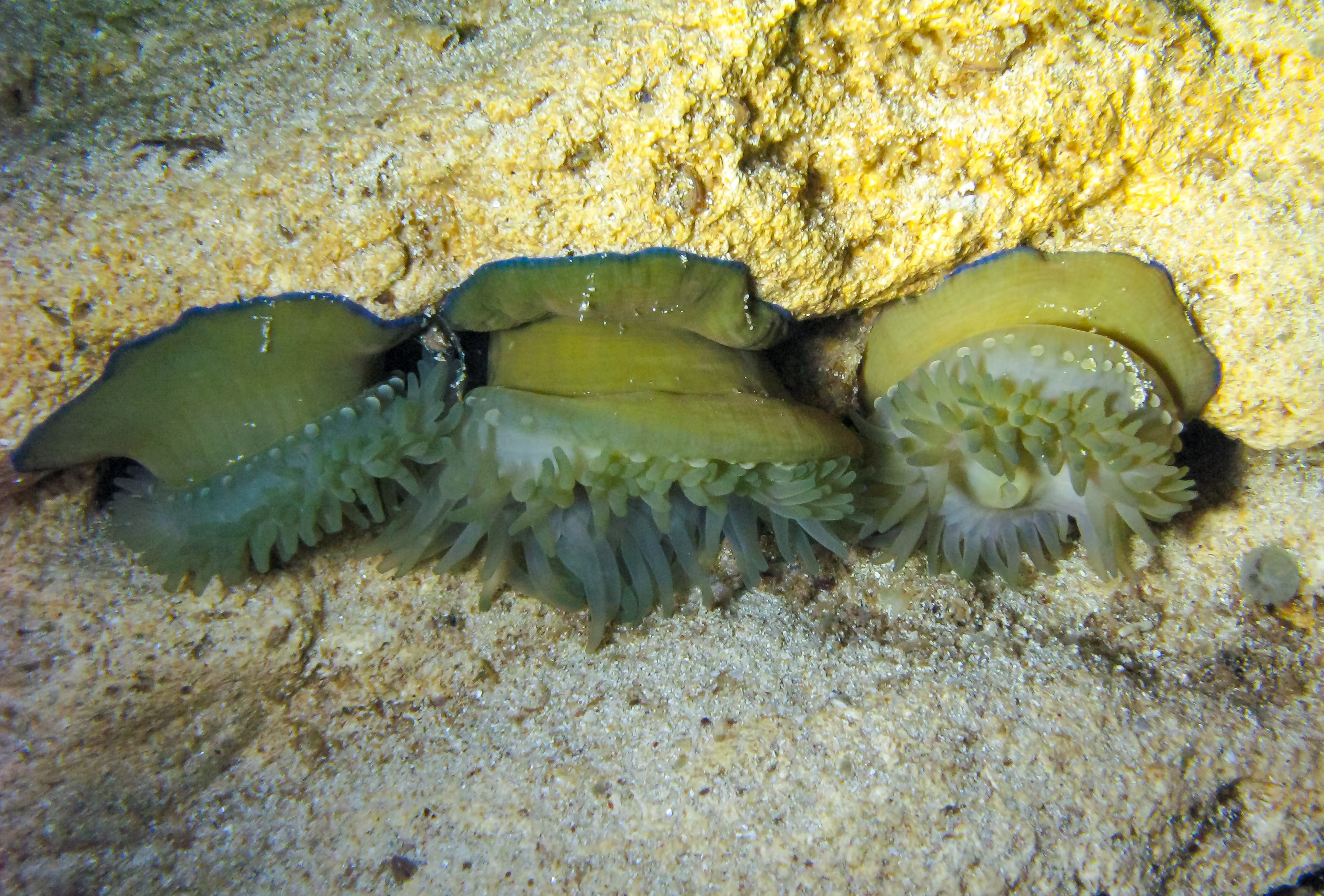 Beadlet Anemone (Actinia equina), Black Sea, Crimea