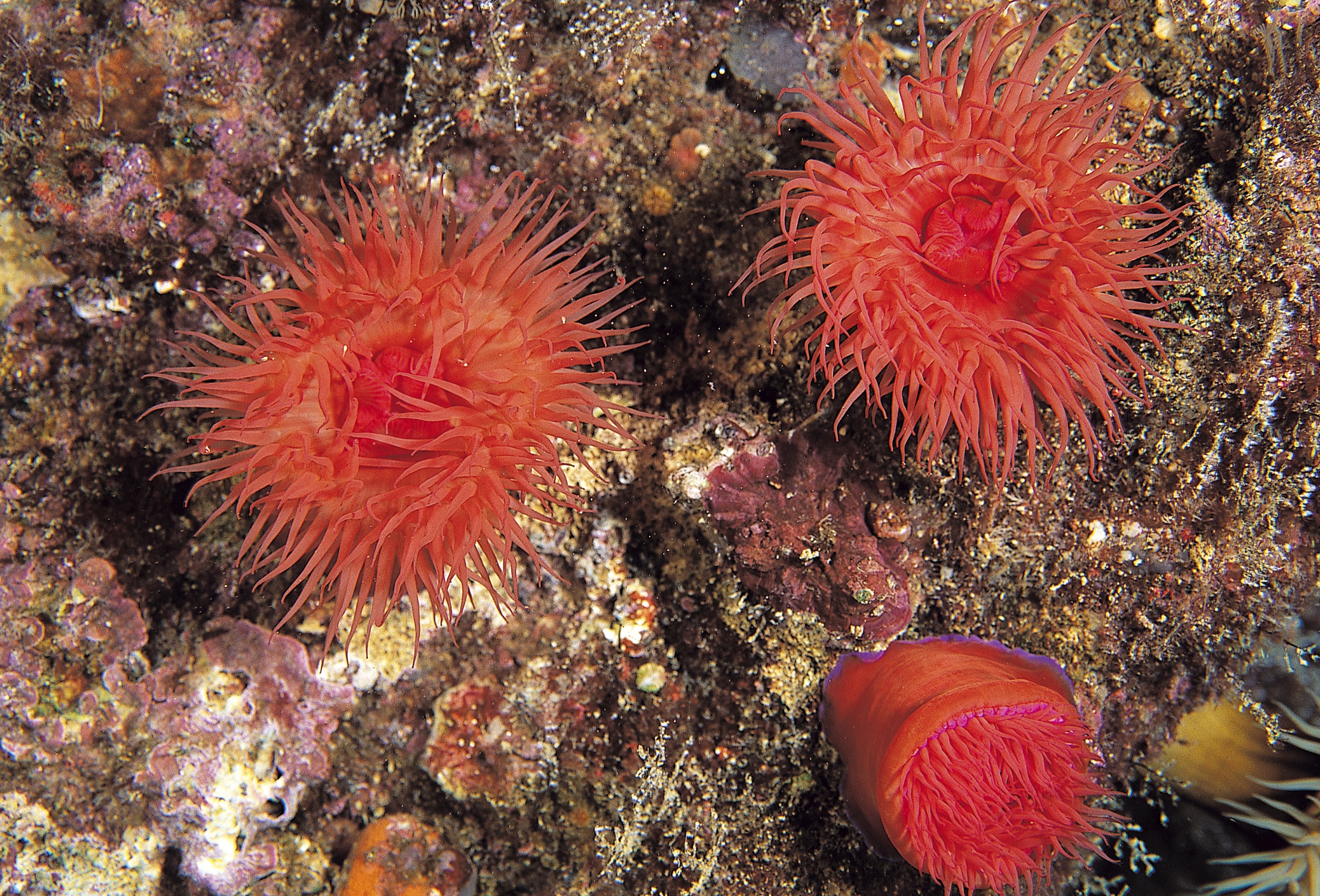 Beadlet Anemone (Actinia equina), Sarigerme Turkey