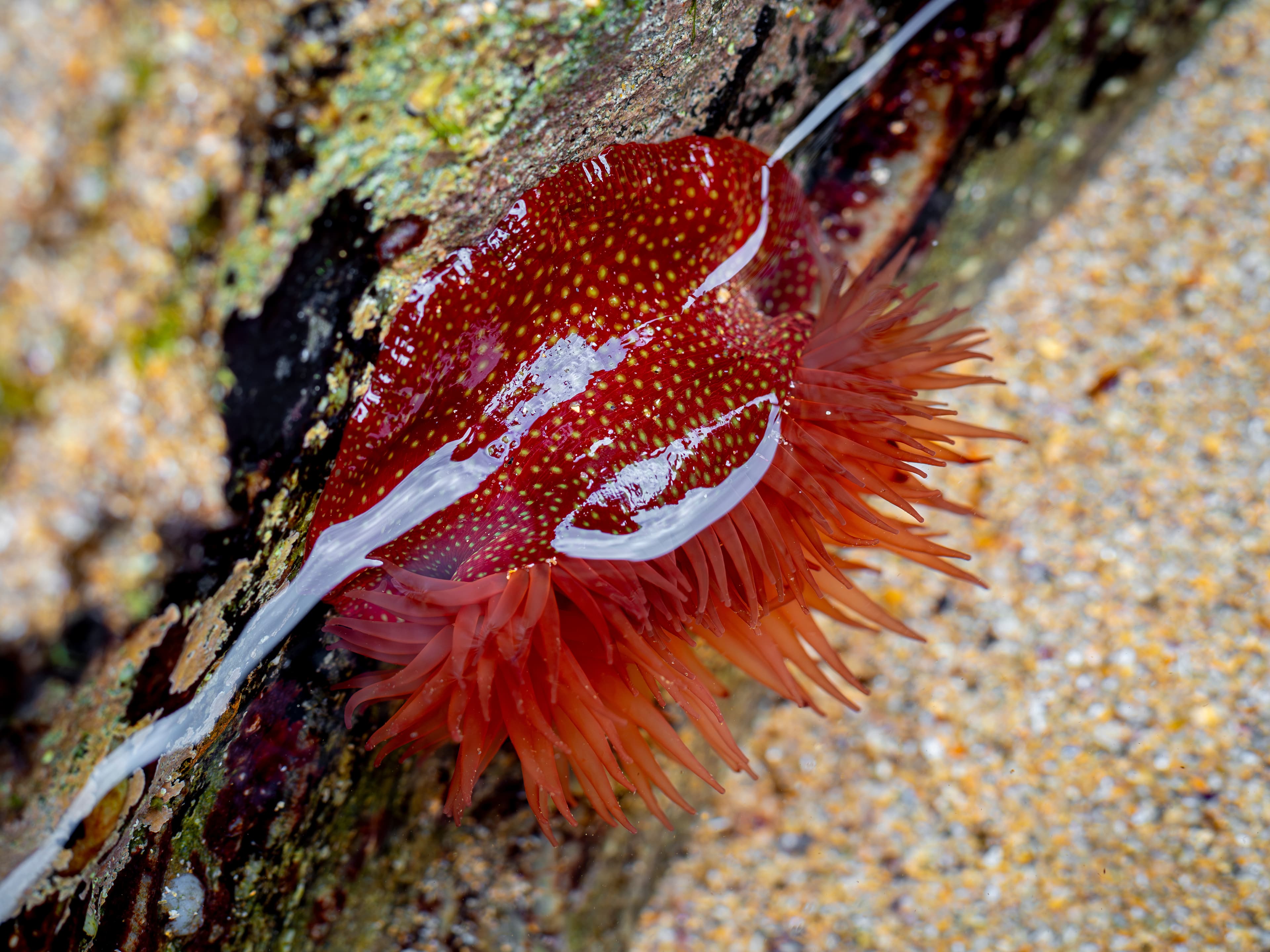 Strawberry Anemone (Actinia fragacea) on a rock during low tide