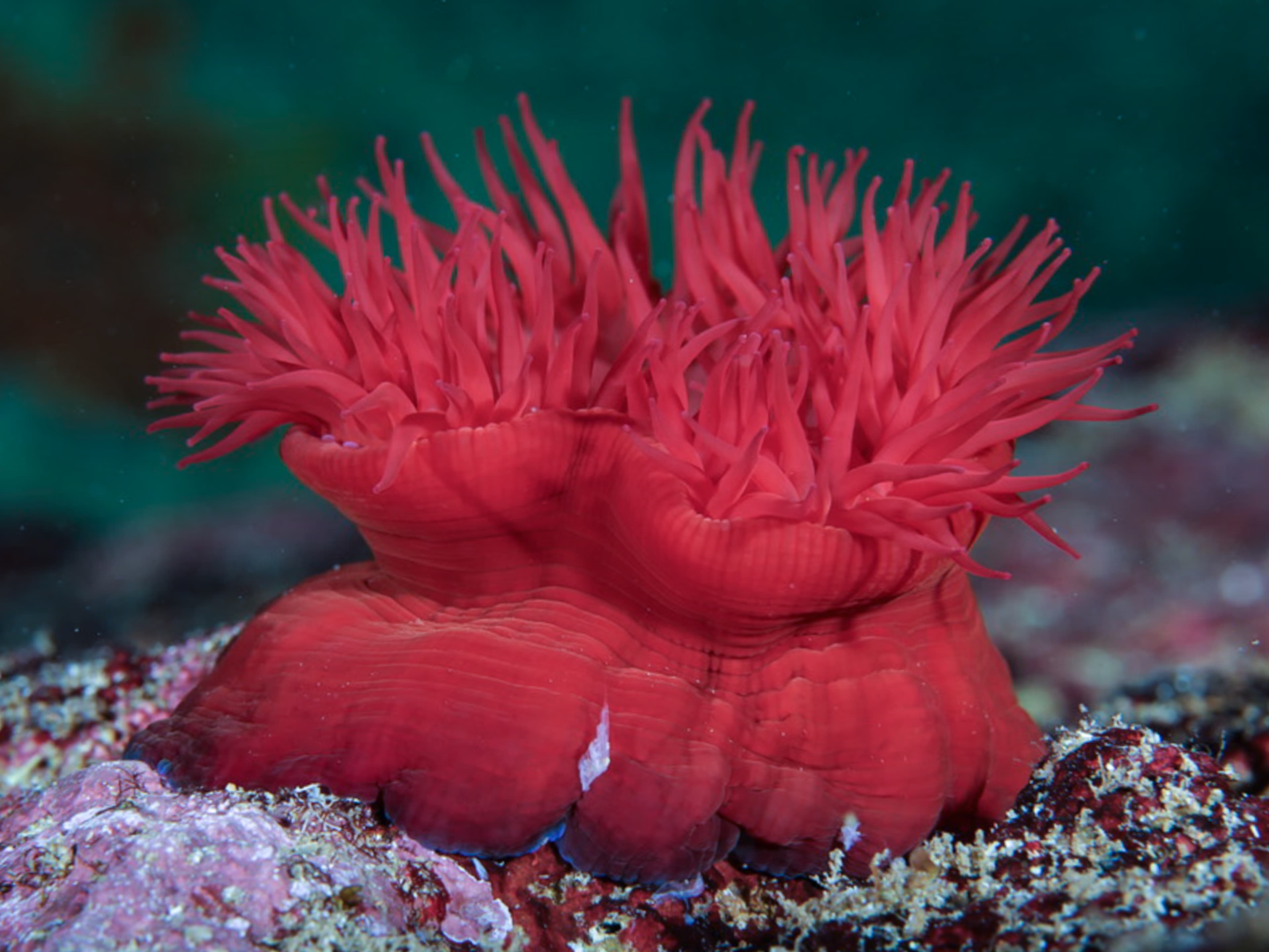 Beadlet anemone from Cyprus, Mediterranean Sea