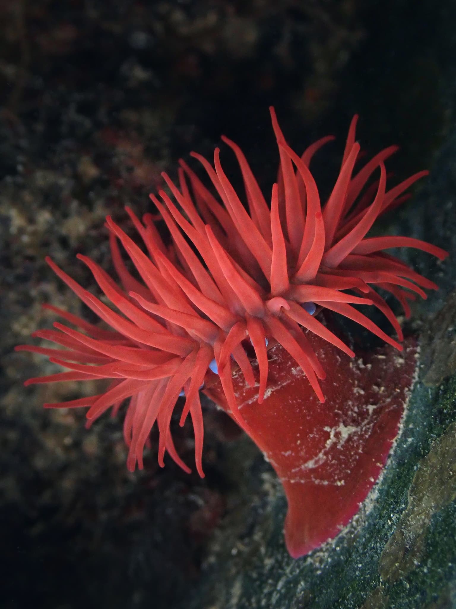 Beadlet Anemone (Actinia equina), Eastern Scheldt, The Netherlands